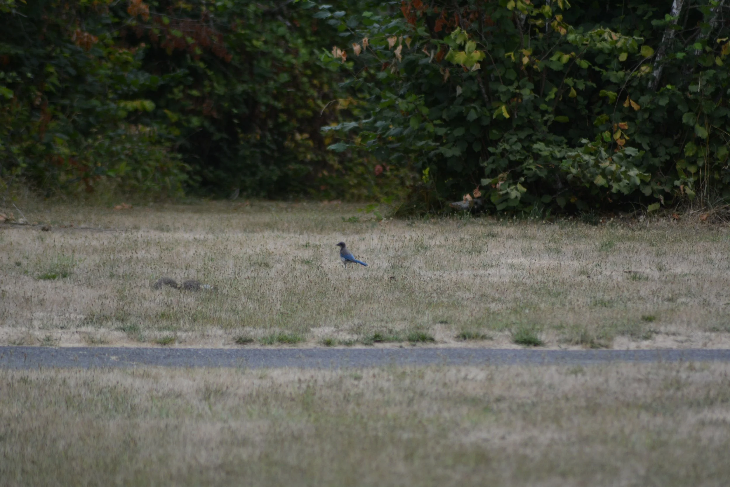 DSC_0004 2.jpeg