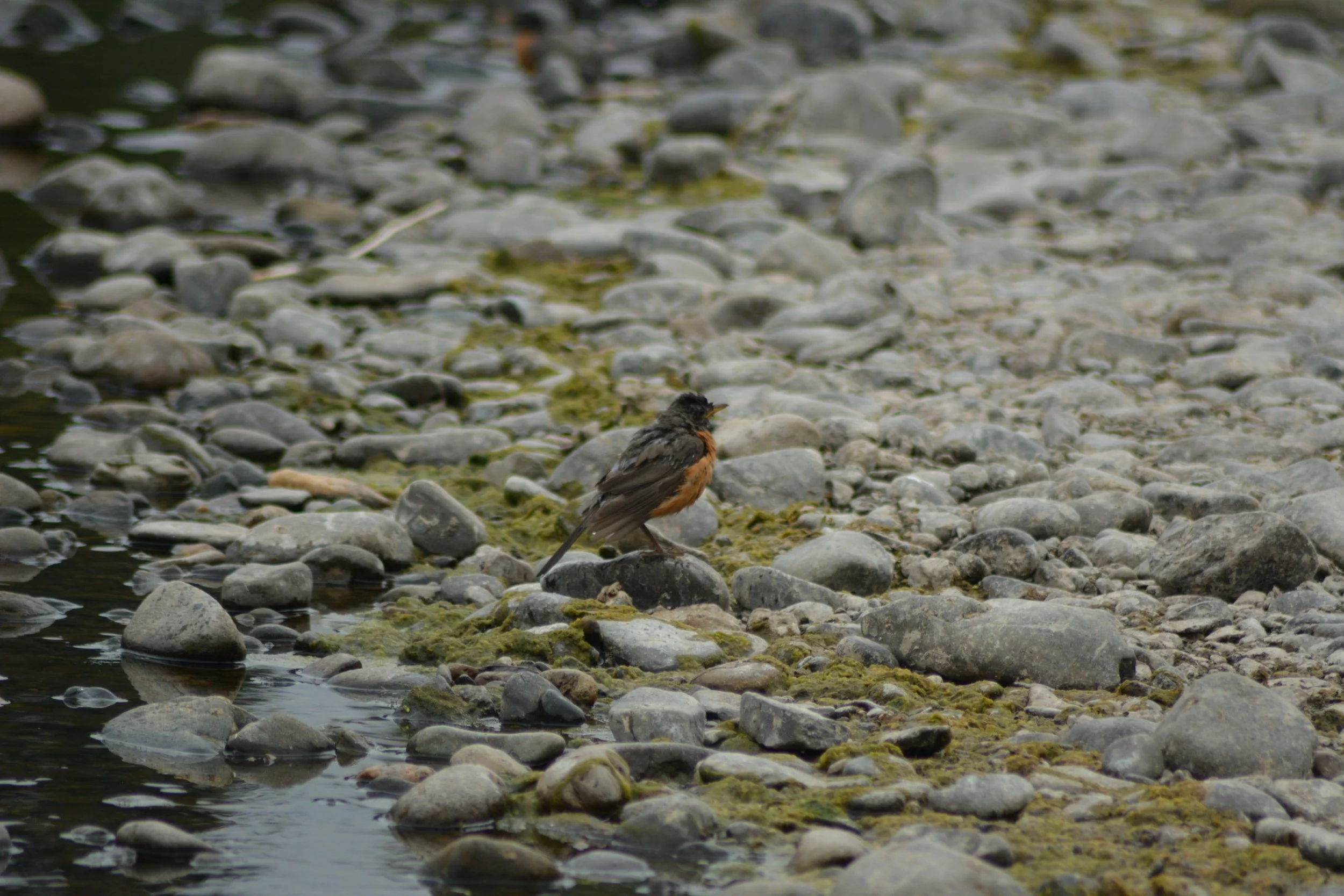DSC_0042.jpeg