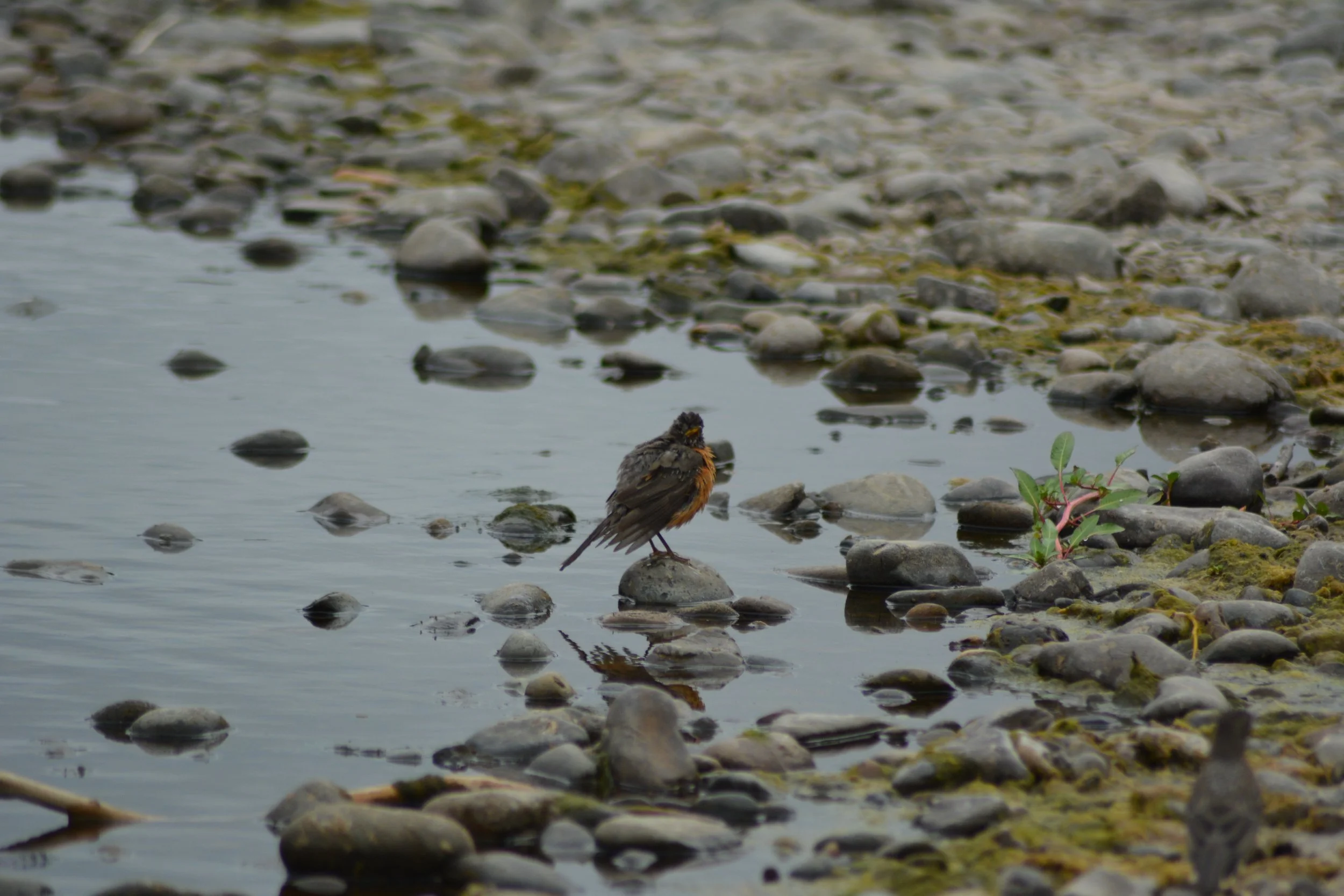 DSC_0040 1.jpeg