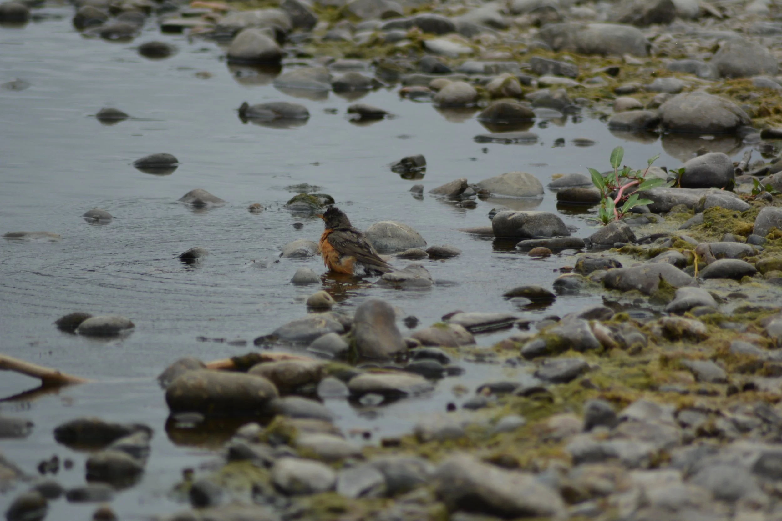 DSC_0036 1.jpeg