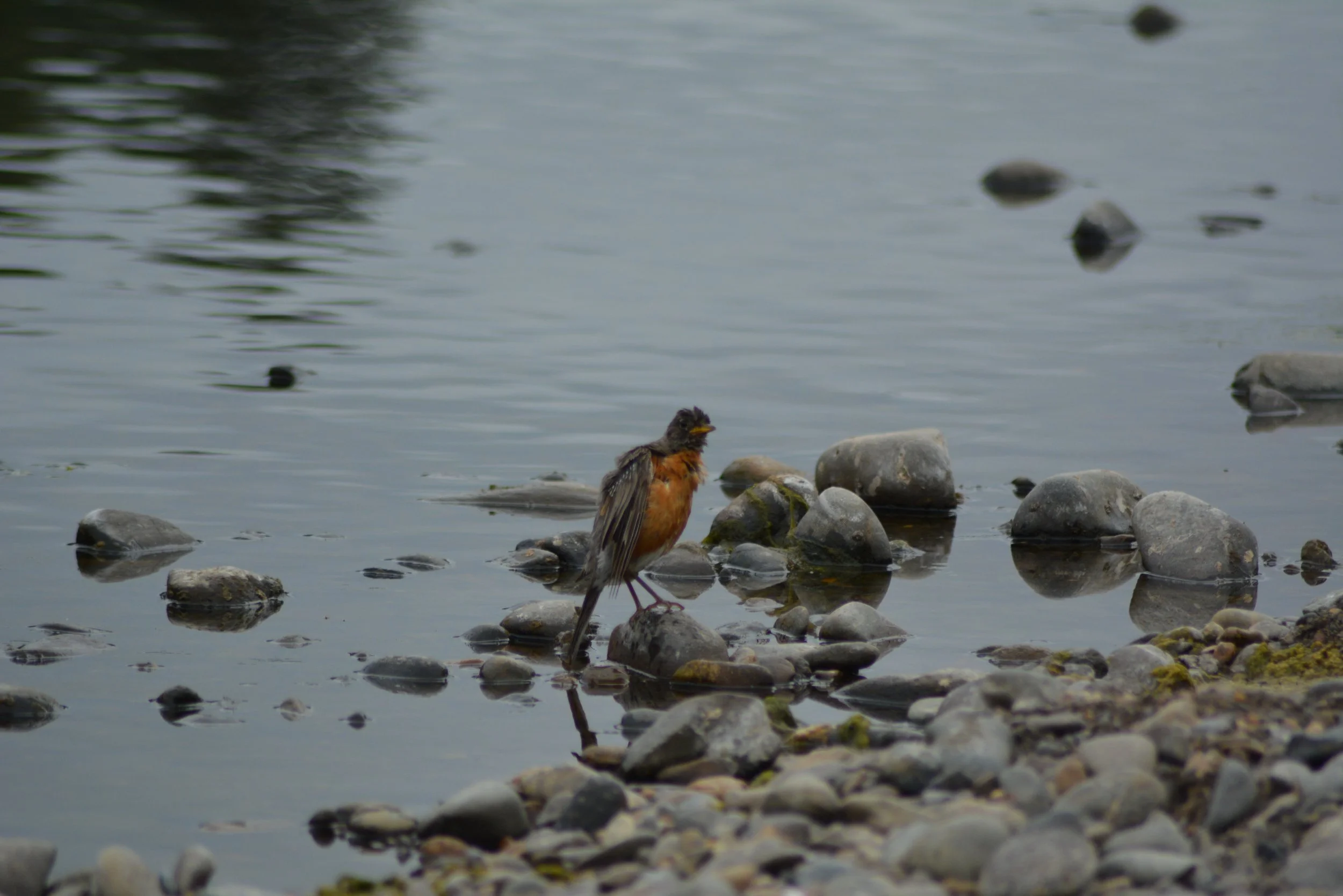 DSC_0034 1.jpeg