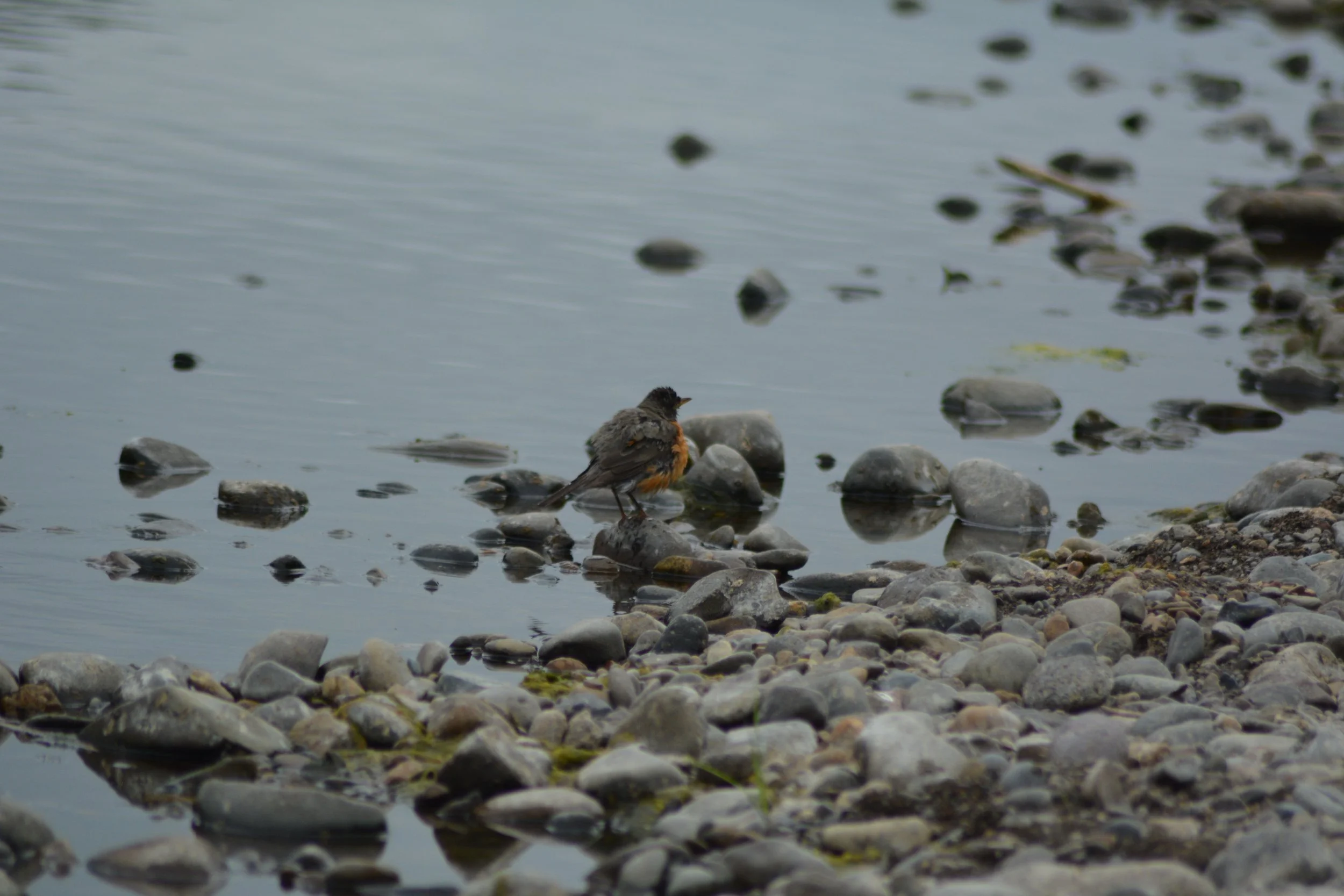 DSC_0033 1.jpeg