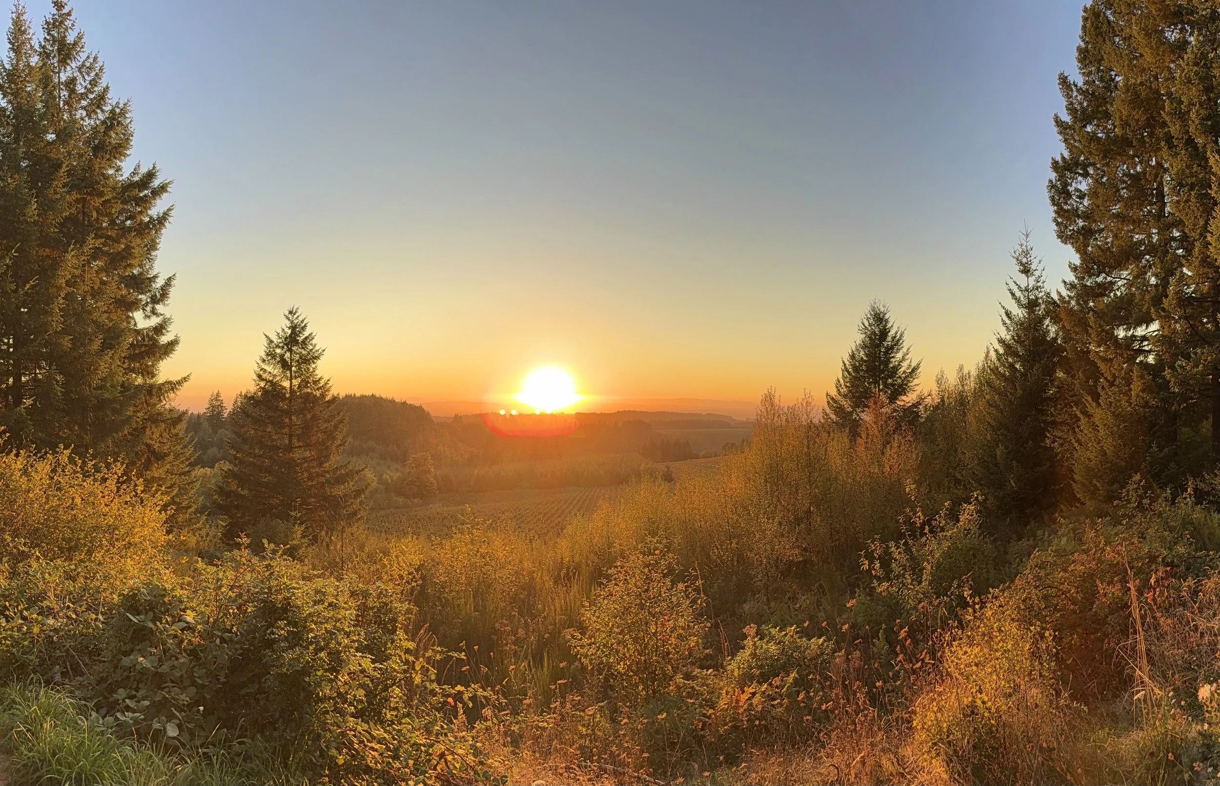 IMG_4127.jpeg