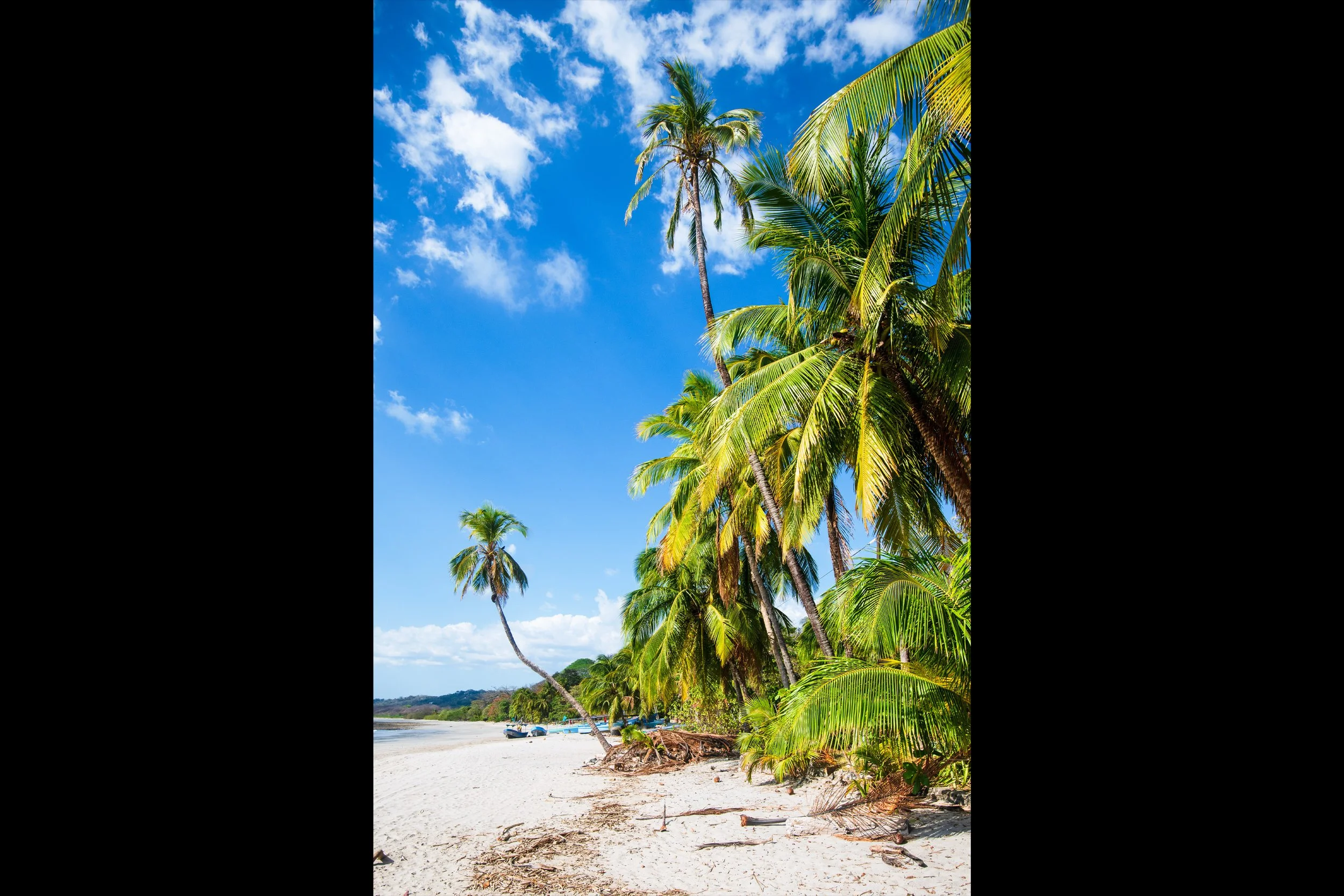 Palm tree