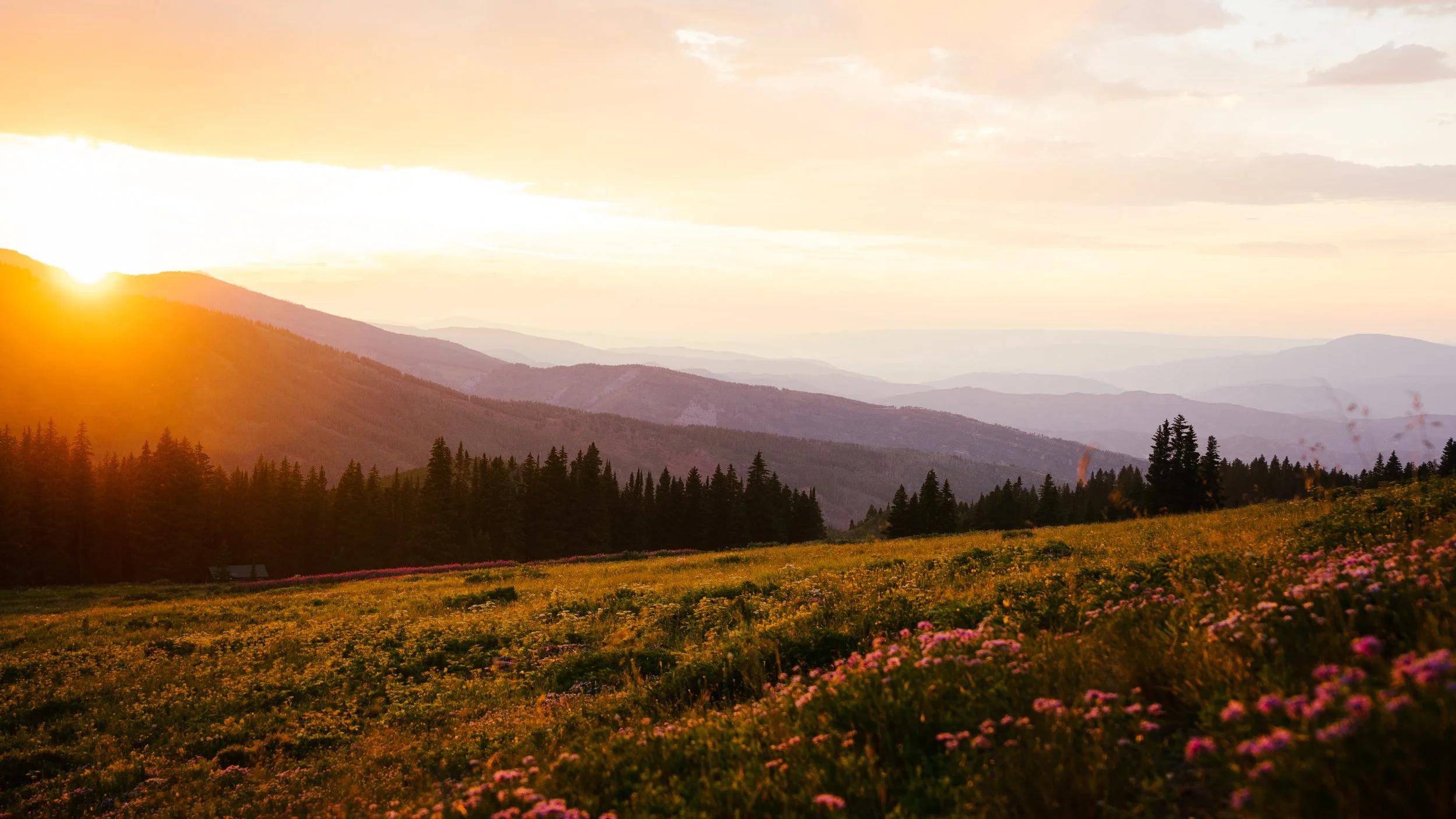 Wildflower Happy Hour