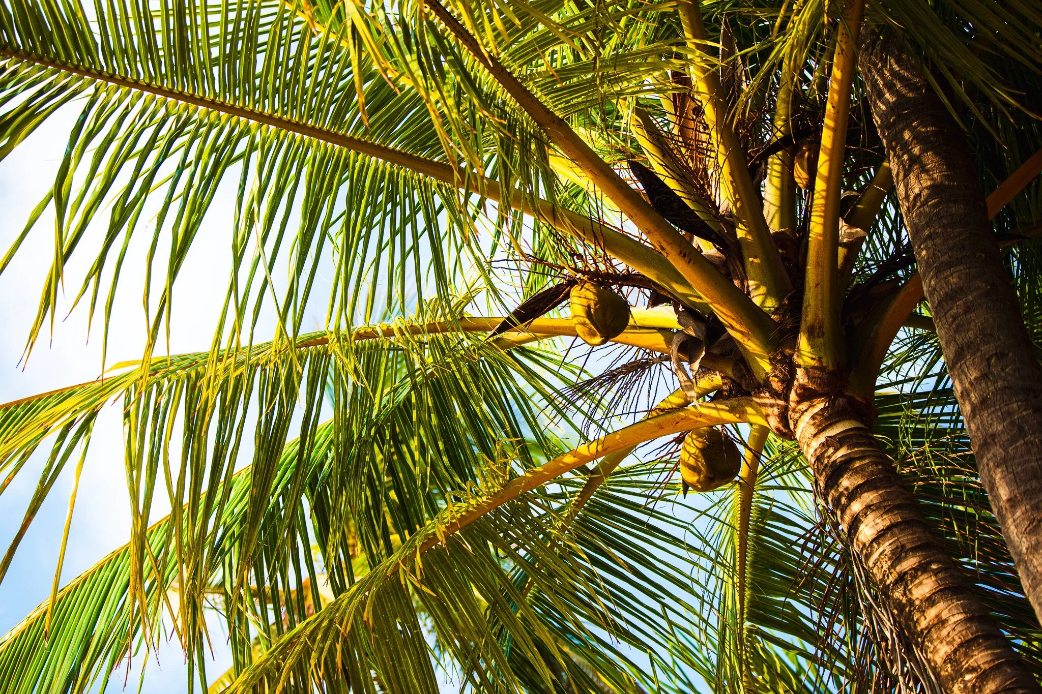 Coconut