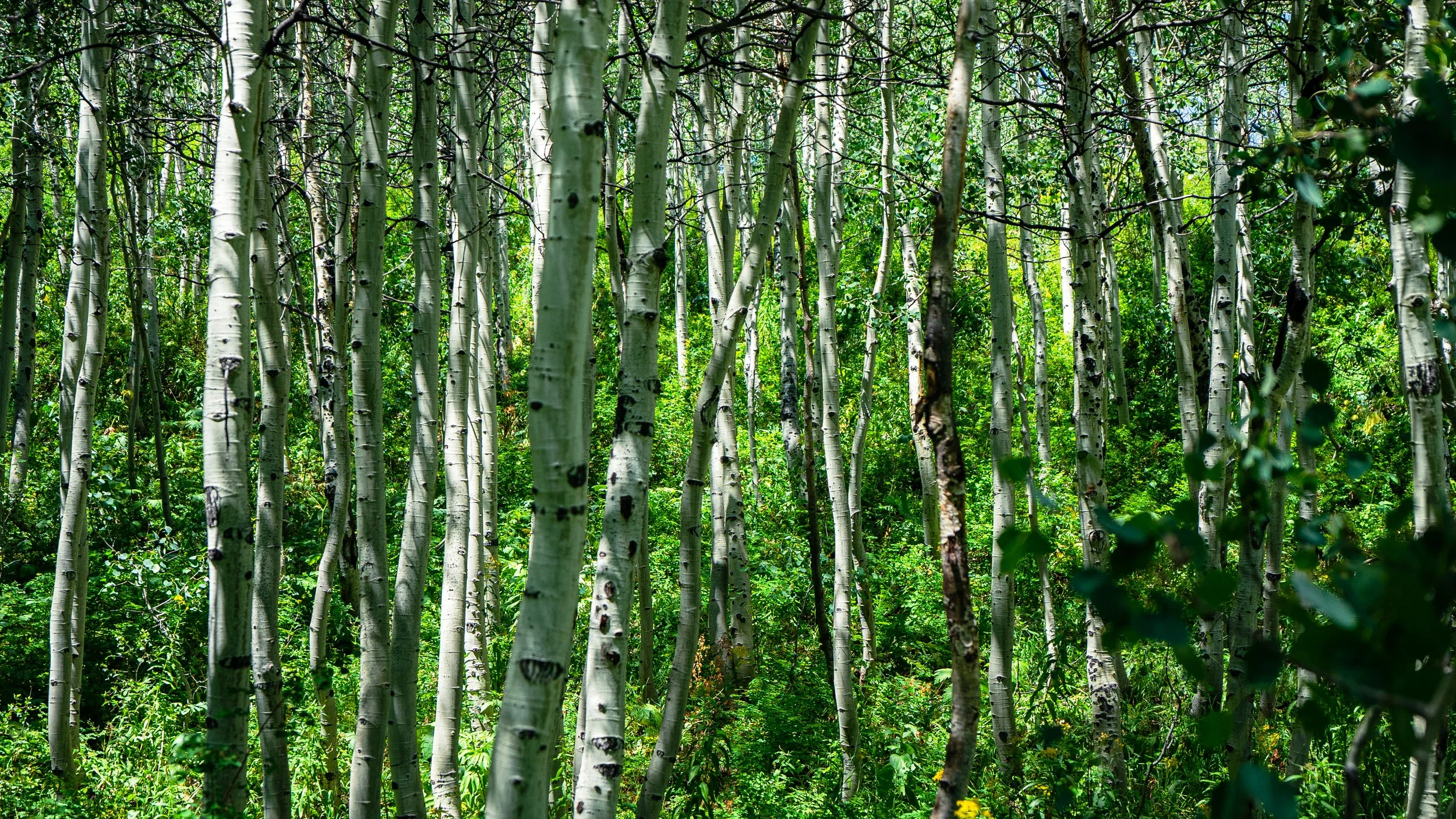 Aspens in Utah