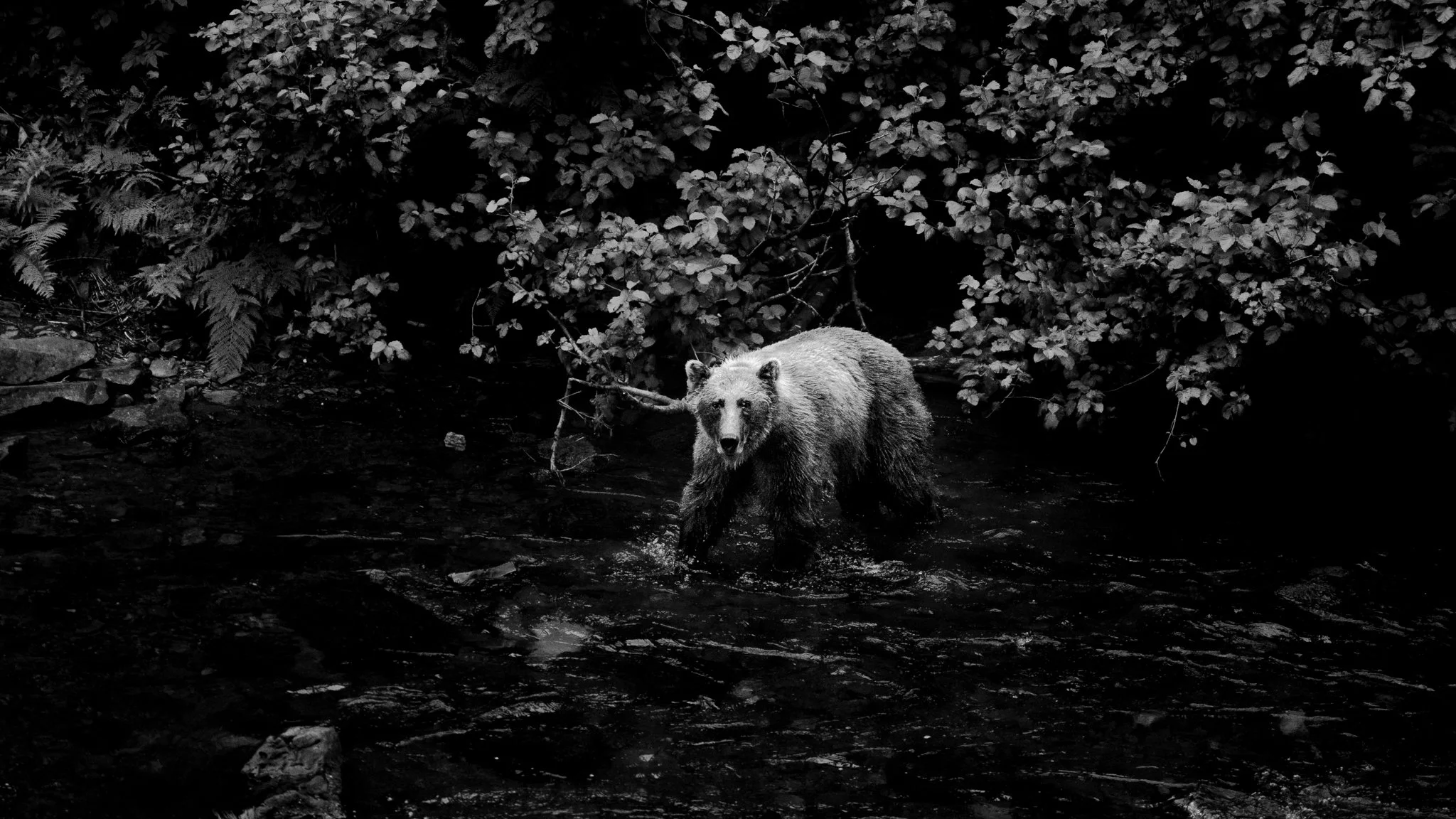 AK bear #1