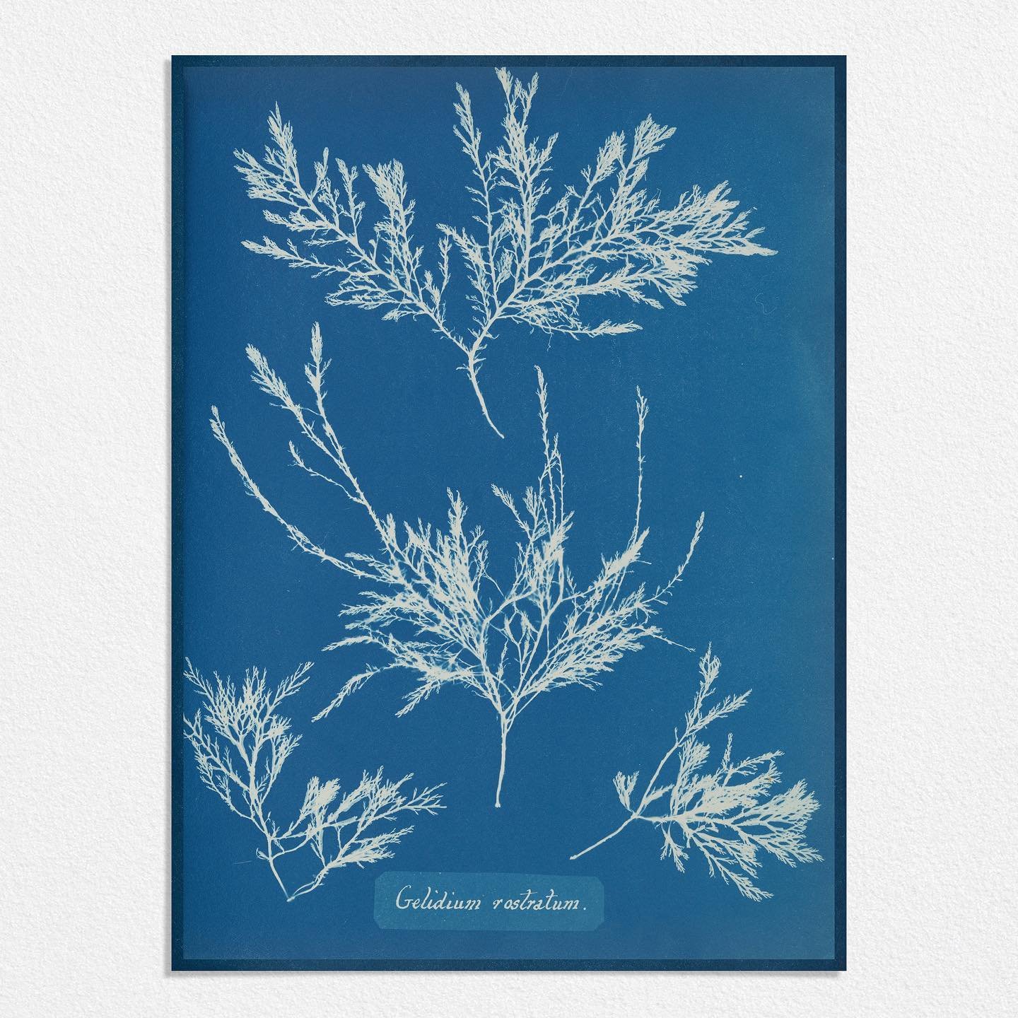 New Museum collection now available 💙