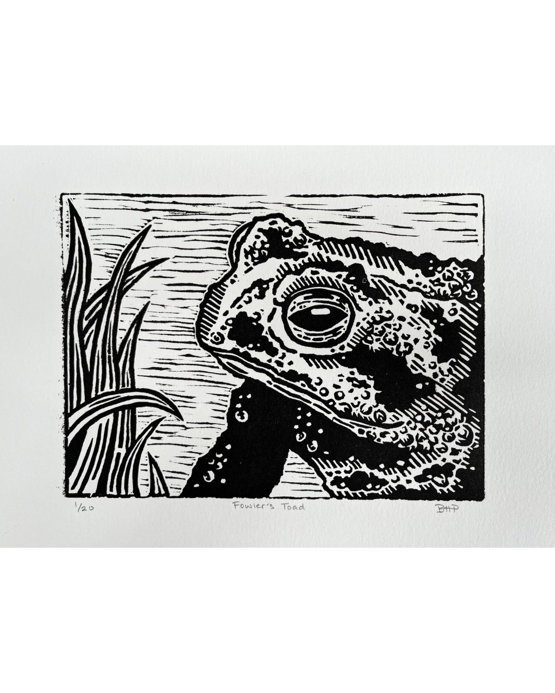 Fowlers Toad Transparent Background.png