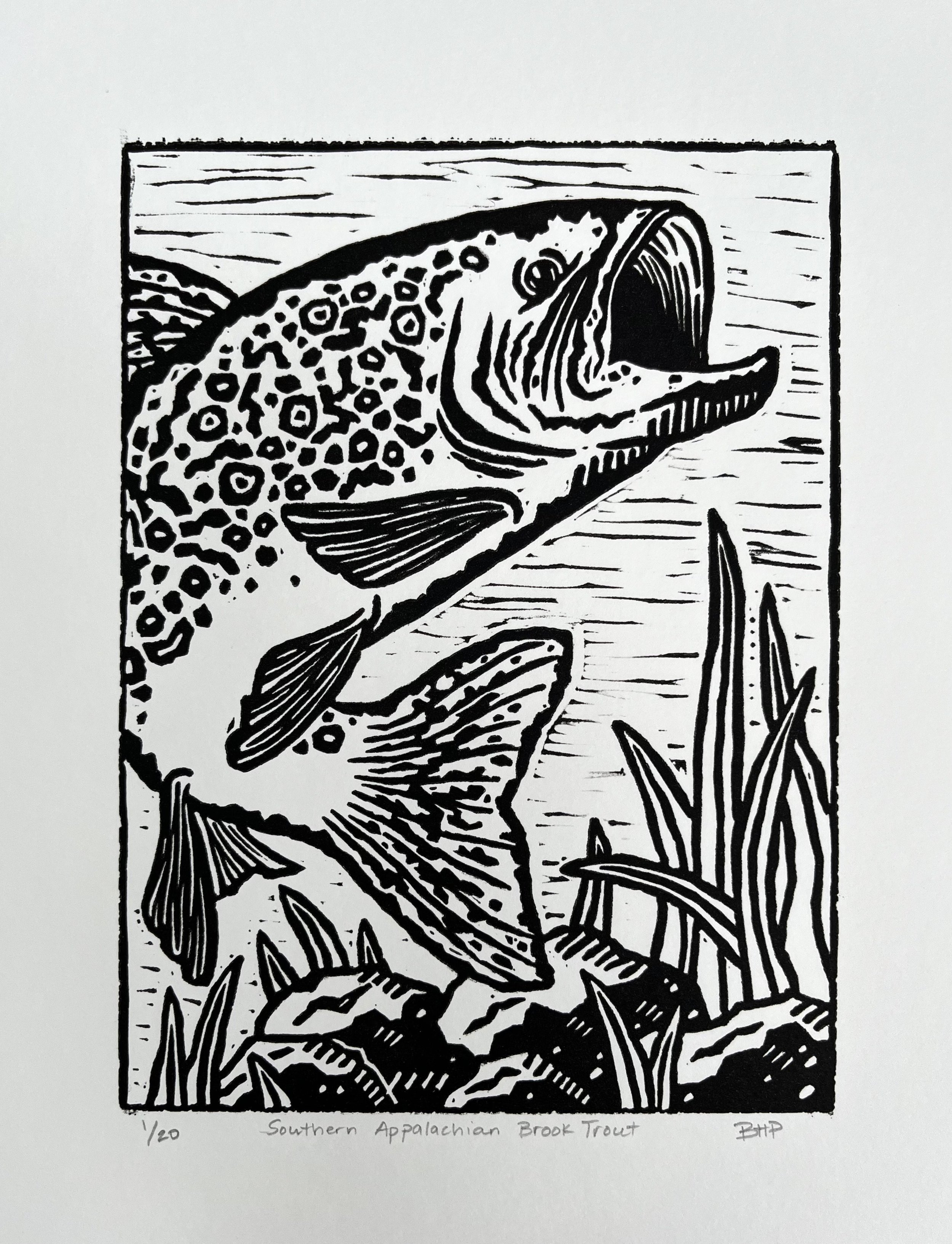 Harris, Breonna_Southern Appalachian Brook Trout..jpeg
