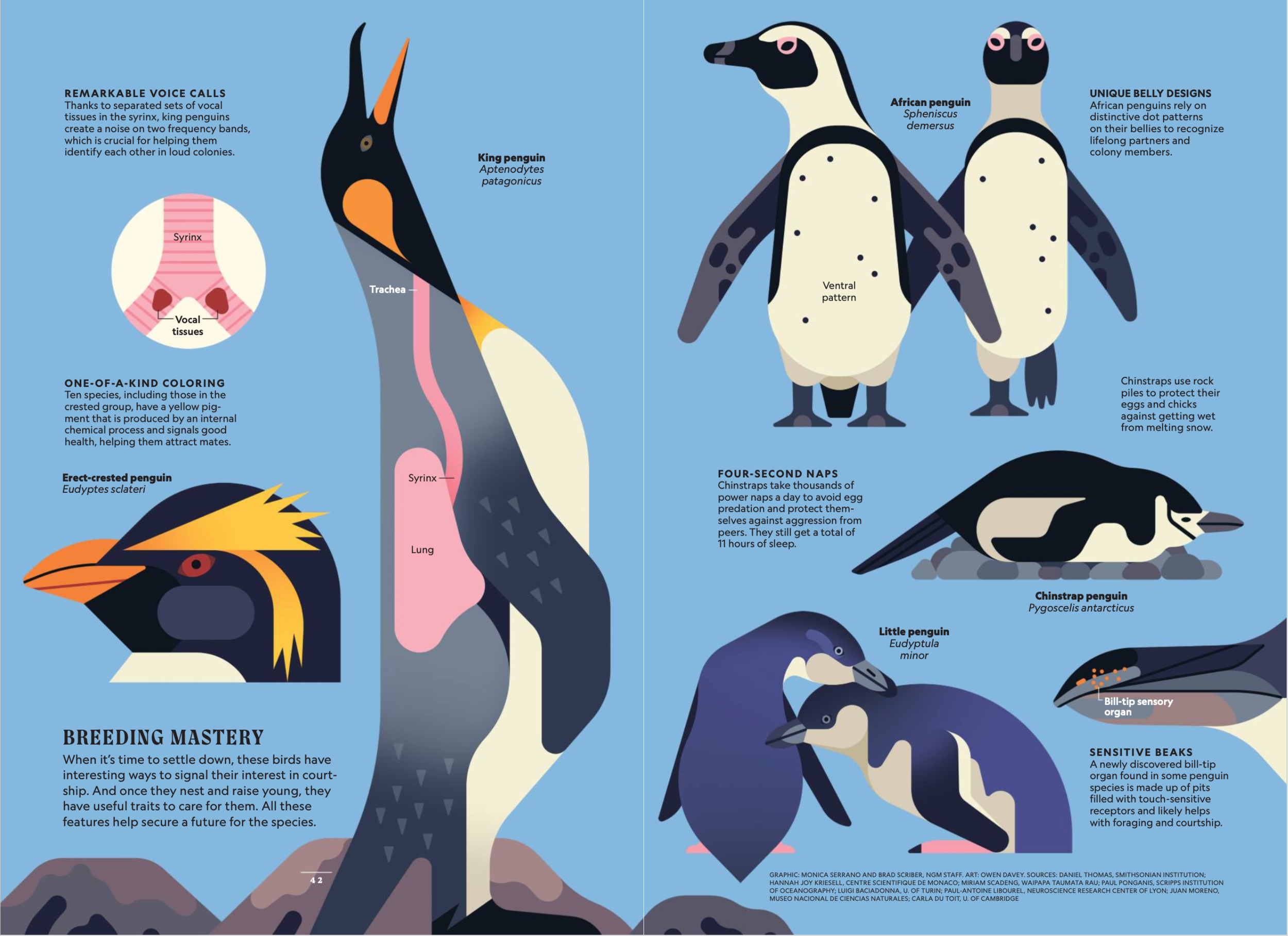 May 2025 NGM Secrets of Penguins 5.png