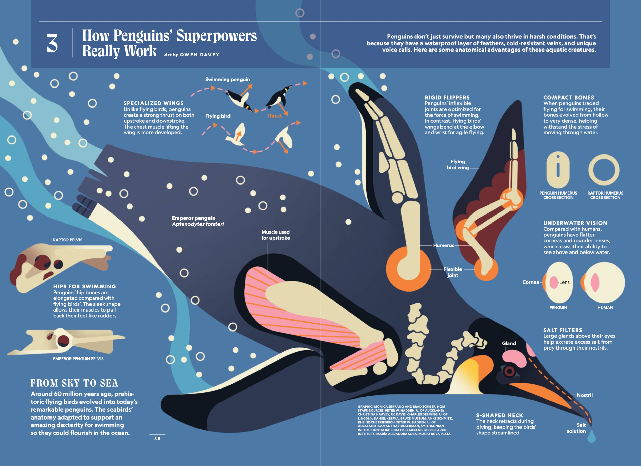 May 2025 NGM Secrets of Penguins 3.png