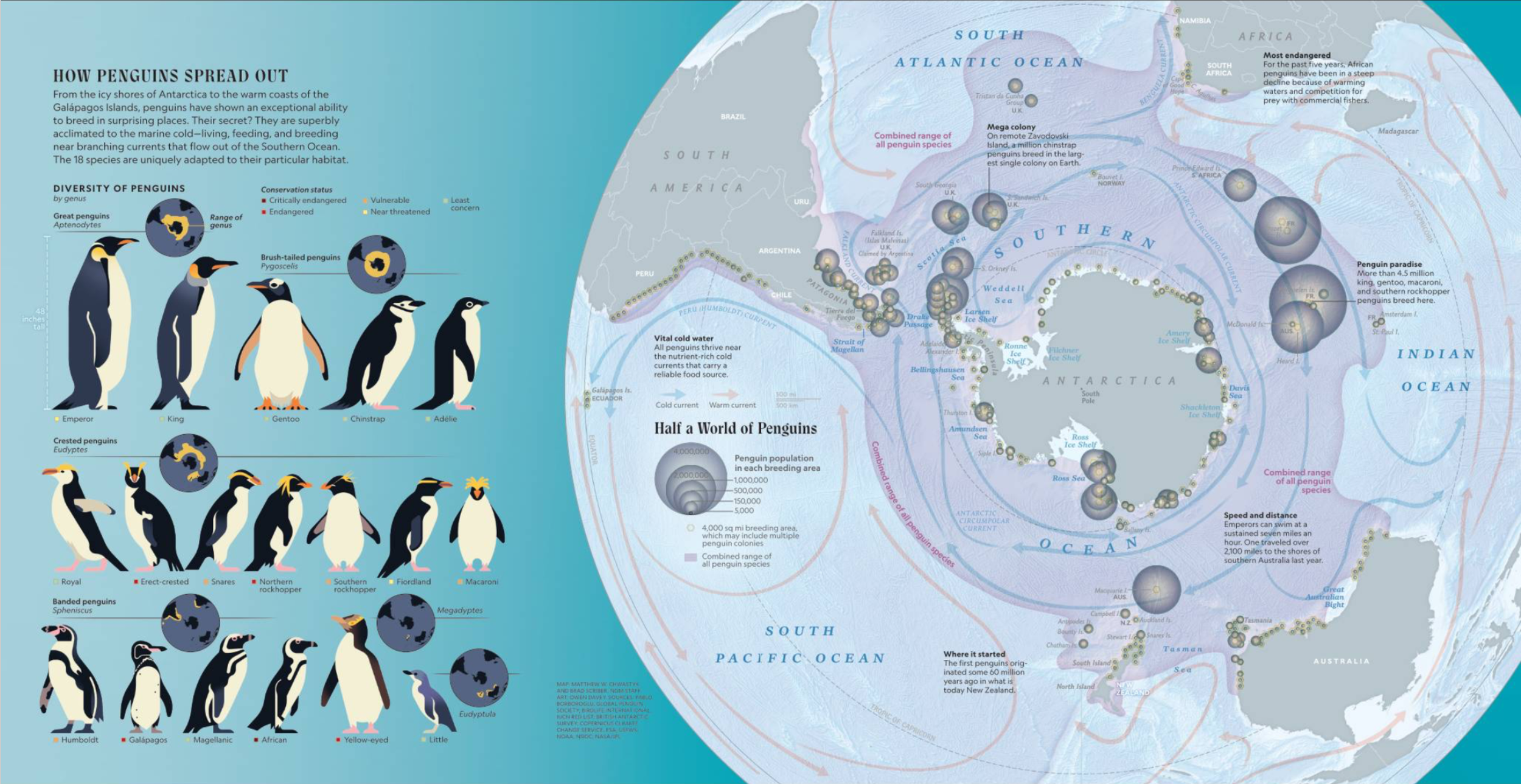 May 2025 NGM Secrets of Penguins 2.png