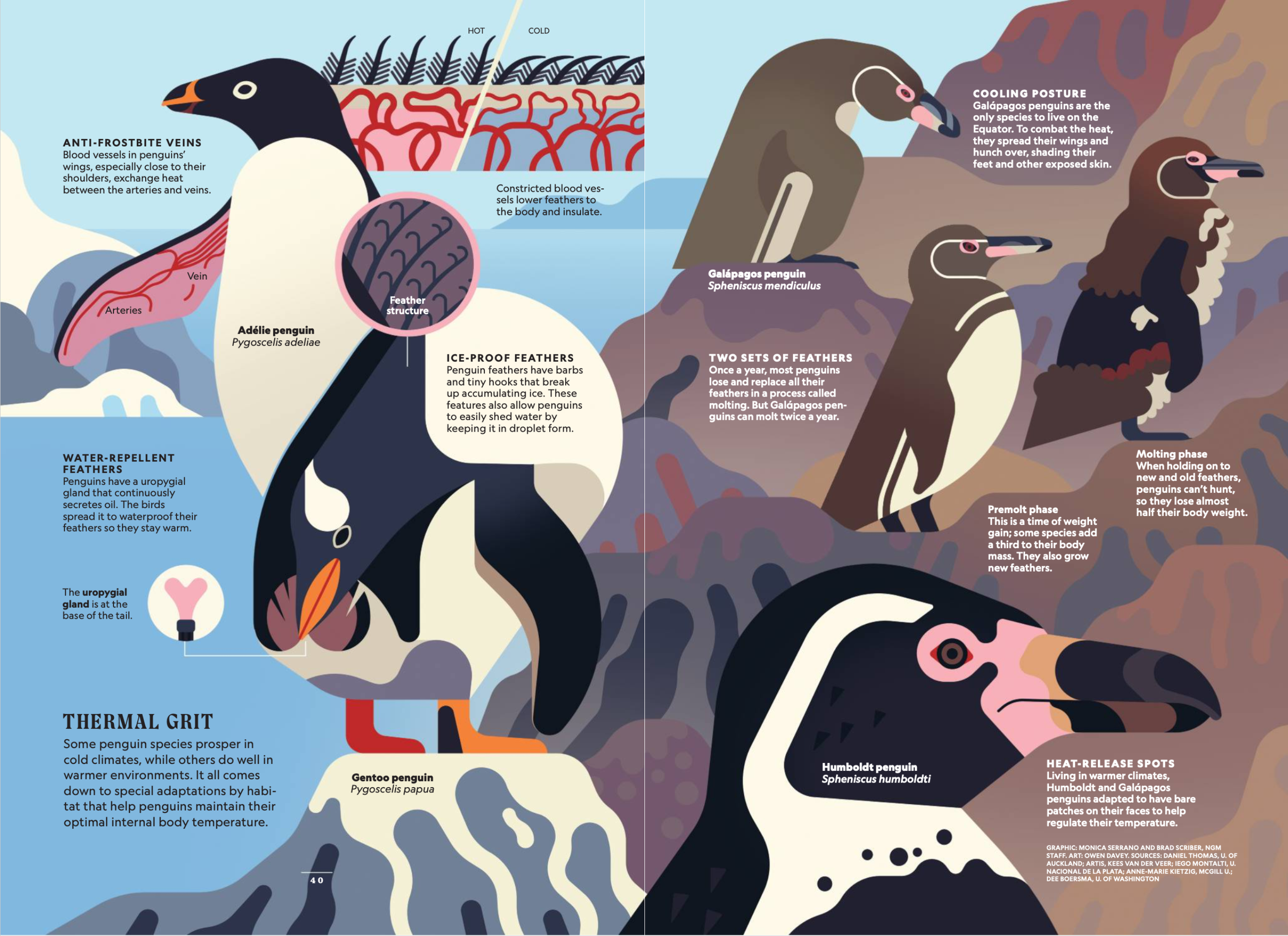 May 2025 NGM Secrets of Penguins 4.png