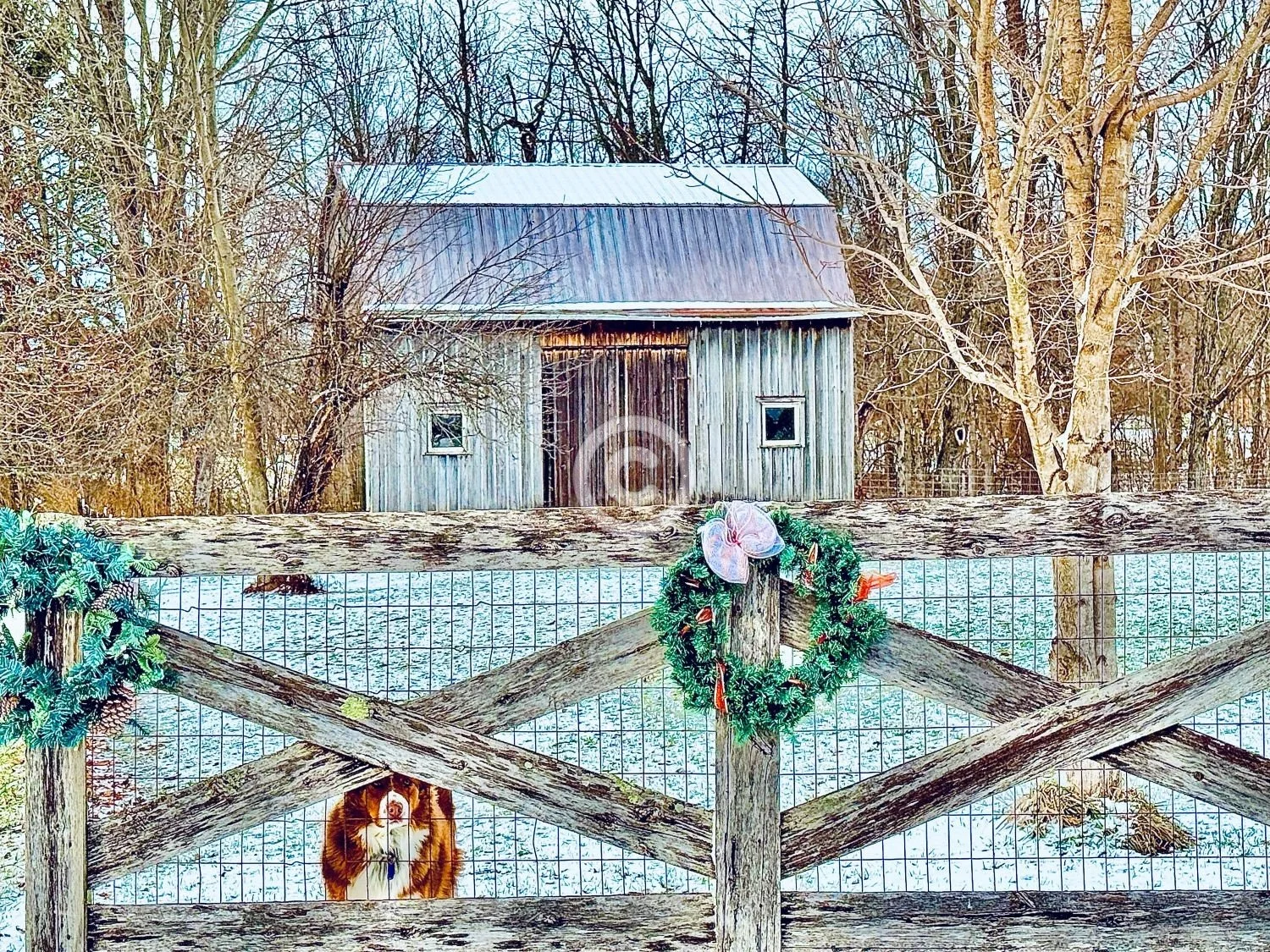 Clinton County - “Barnyard Dog” (Photographer’s Top Pick)