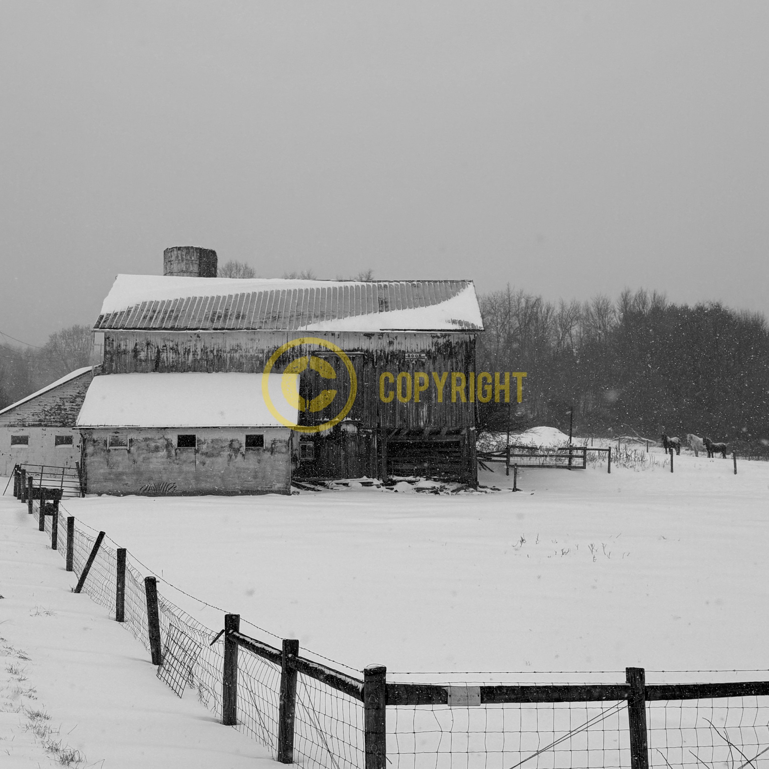 Richland County - ROOK Barn (and horses)
