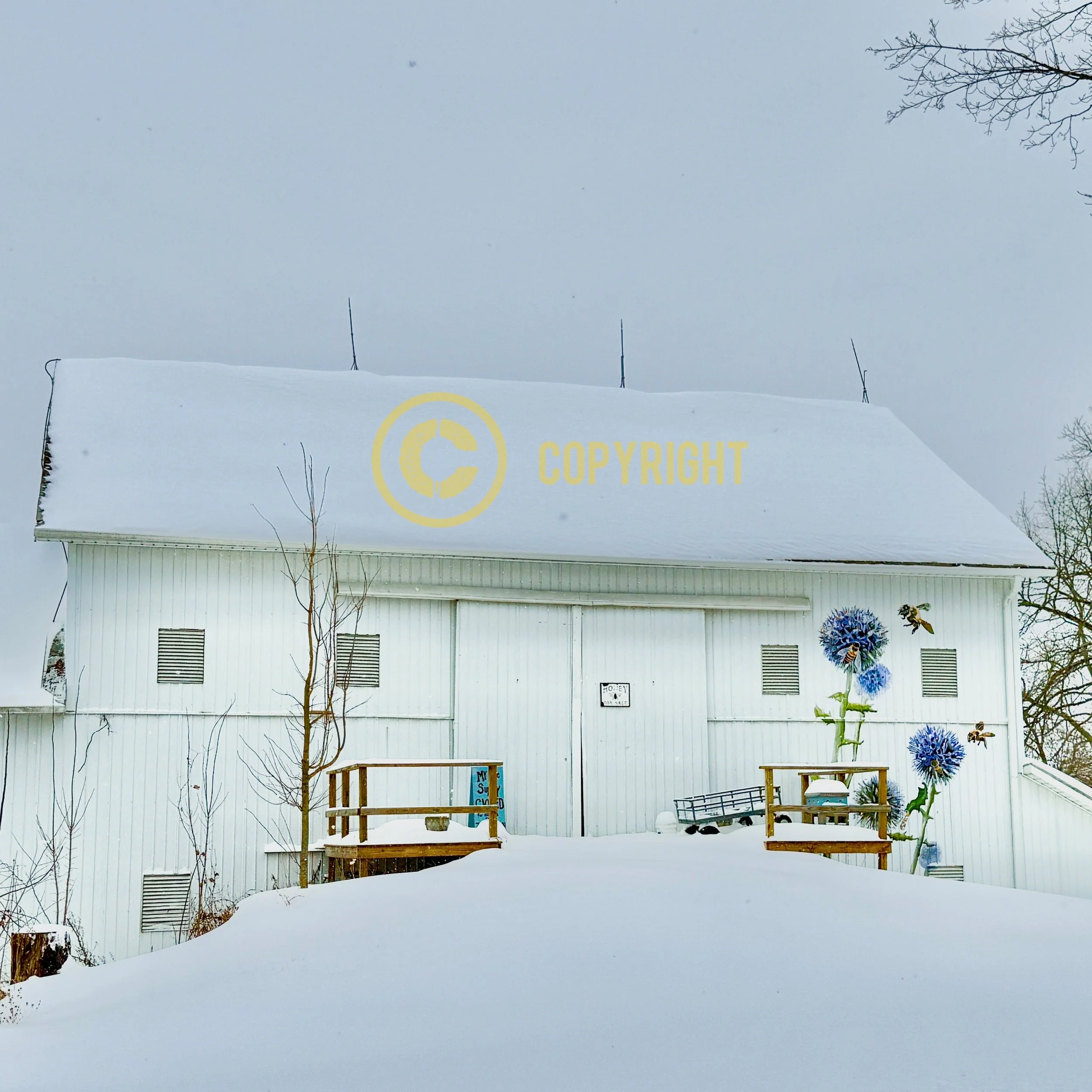 Knox County - "Snow Bees"