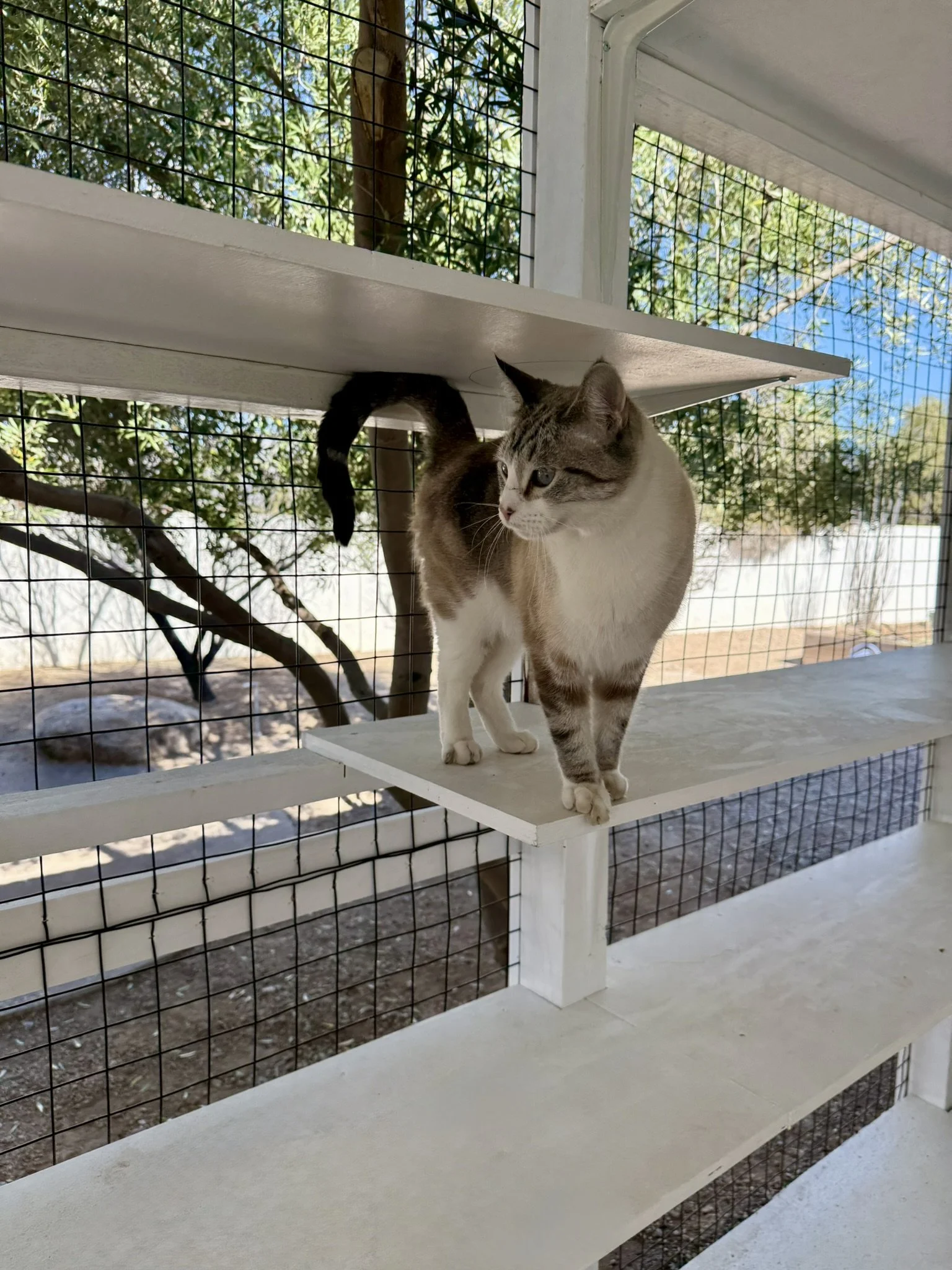 Courtyard -  Huckleberry.JPEG