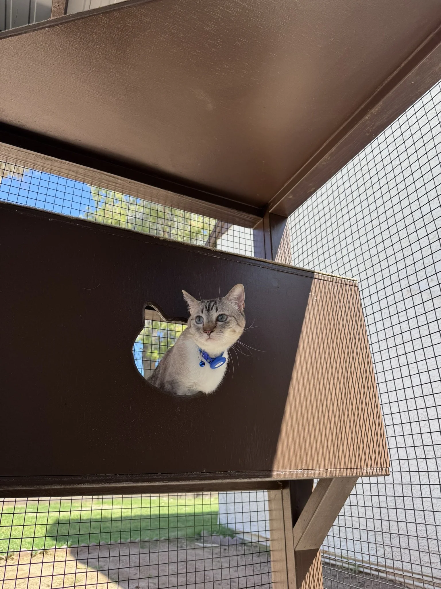 Cat - i see you.JPEG
