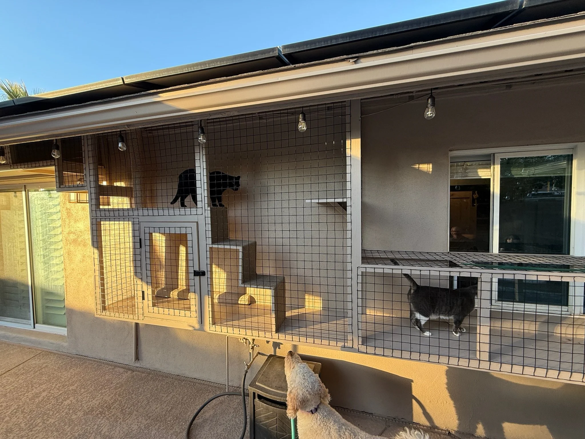 Cat run - floating catio.JPG