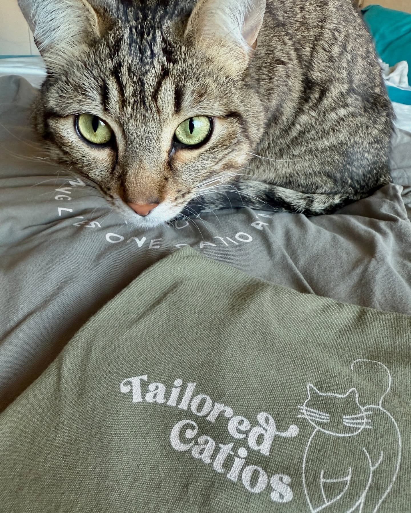 I tried to snap some photos of the new Tailored Catios t-shirts, but Milo &amp; Cherry insisted on stealing the spotlight&hellip; purrrr usual! 🐾🩶🐈&zwj;⬛

#catlover #catiodesign #felinefun #petfriendly #tailoredcatios #customcatios #happykitties#c