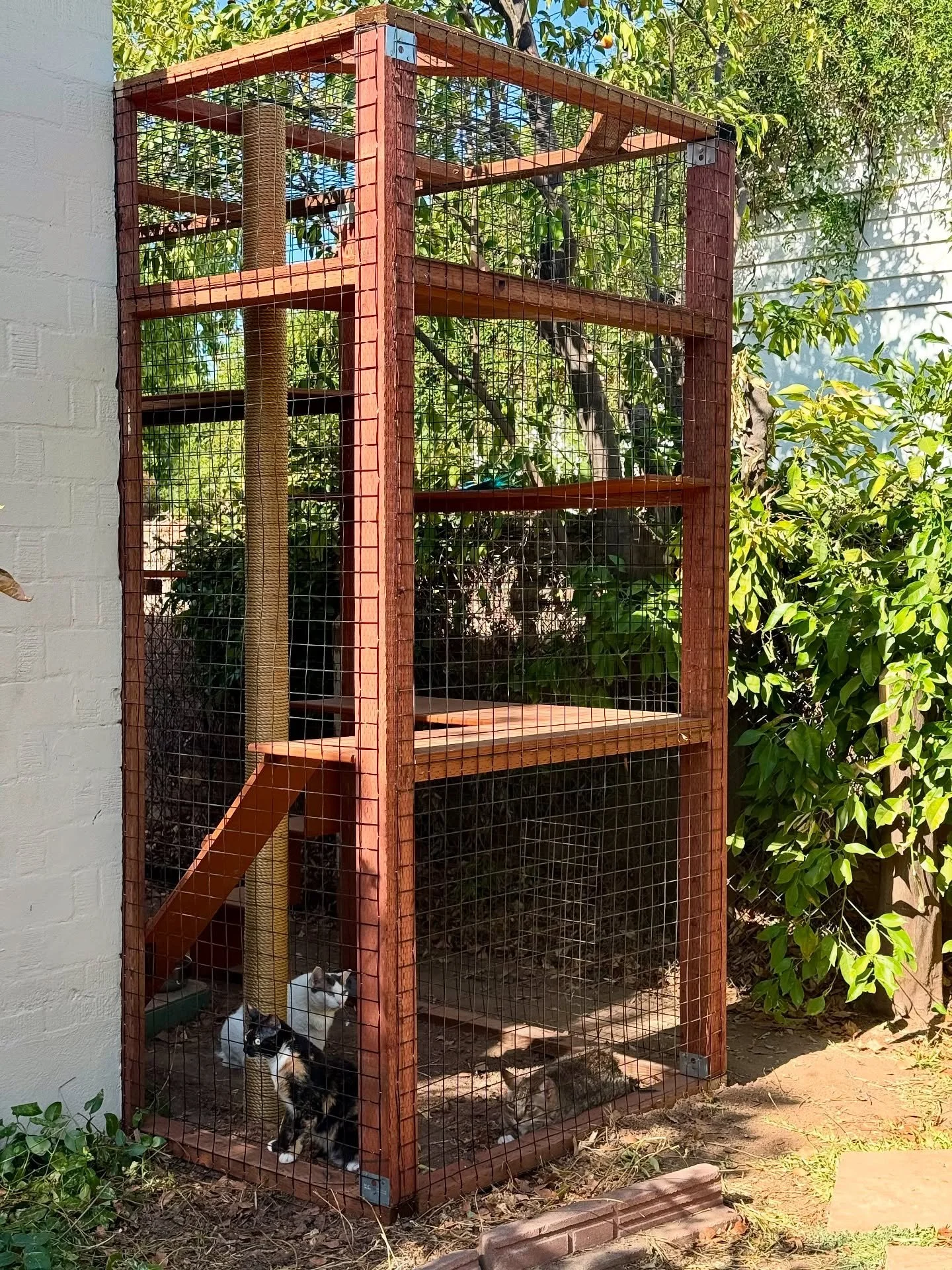 Breezy, tree-side catio with a backyard pop-out. Perfect for front-yard views, backyard spying, and neighbor surveillance. 😼🌳

Built from treated wood and 2x2 mesh all around. Along with multi-level shelves and lounging spots. A purrfect morning ha