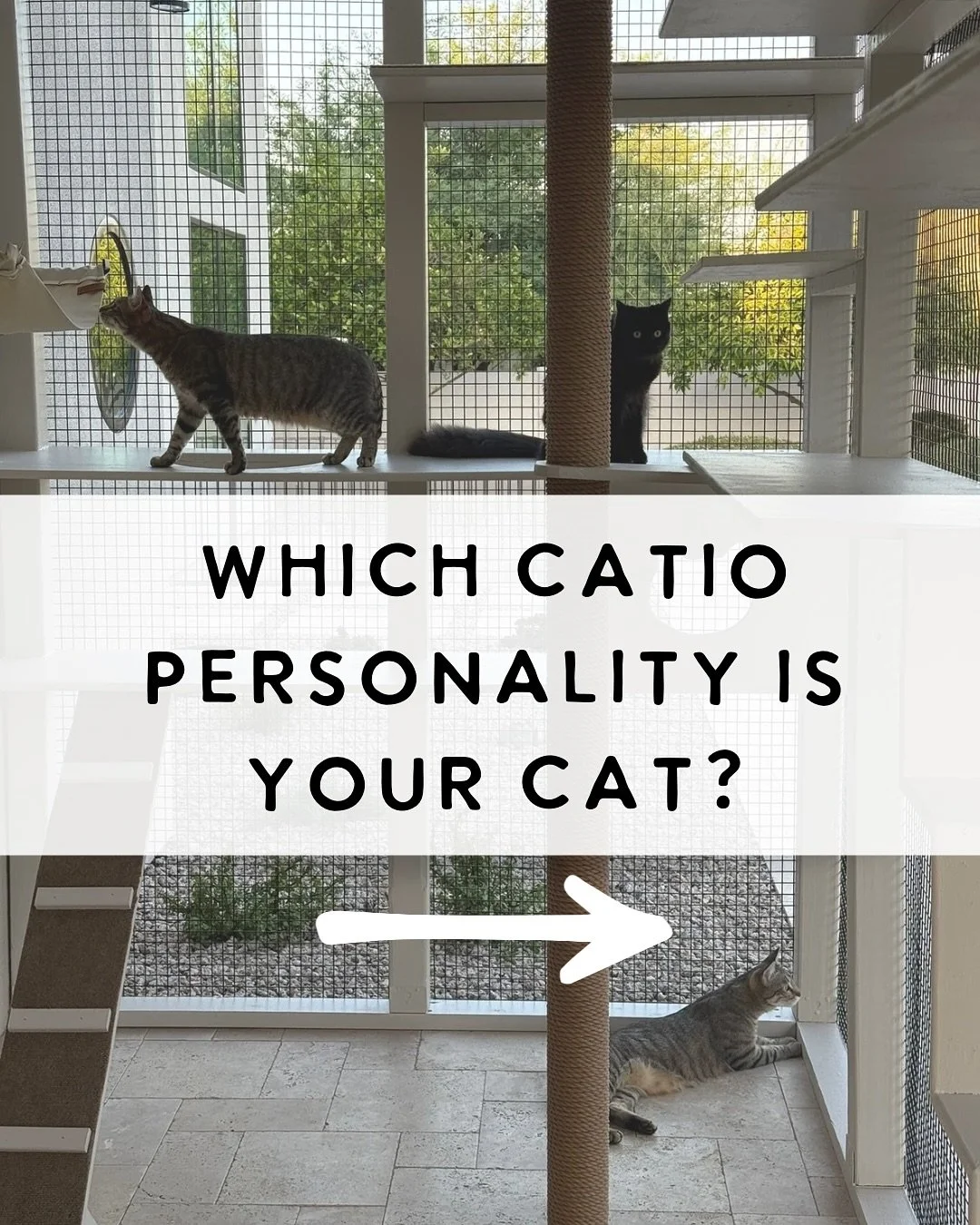 Every cat is different and every catio is too 😽 Tailored Catios designs for every purr-sonality.

🐾 The Special Soul
Mobility or sight challenges? A catio can be customized with gentle access and safety in mind.
🐾 The Social Butterfly
Wants to sa