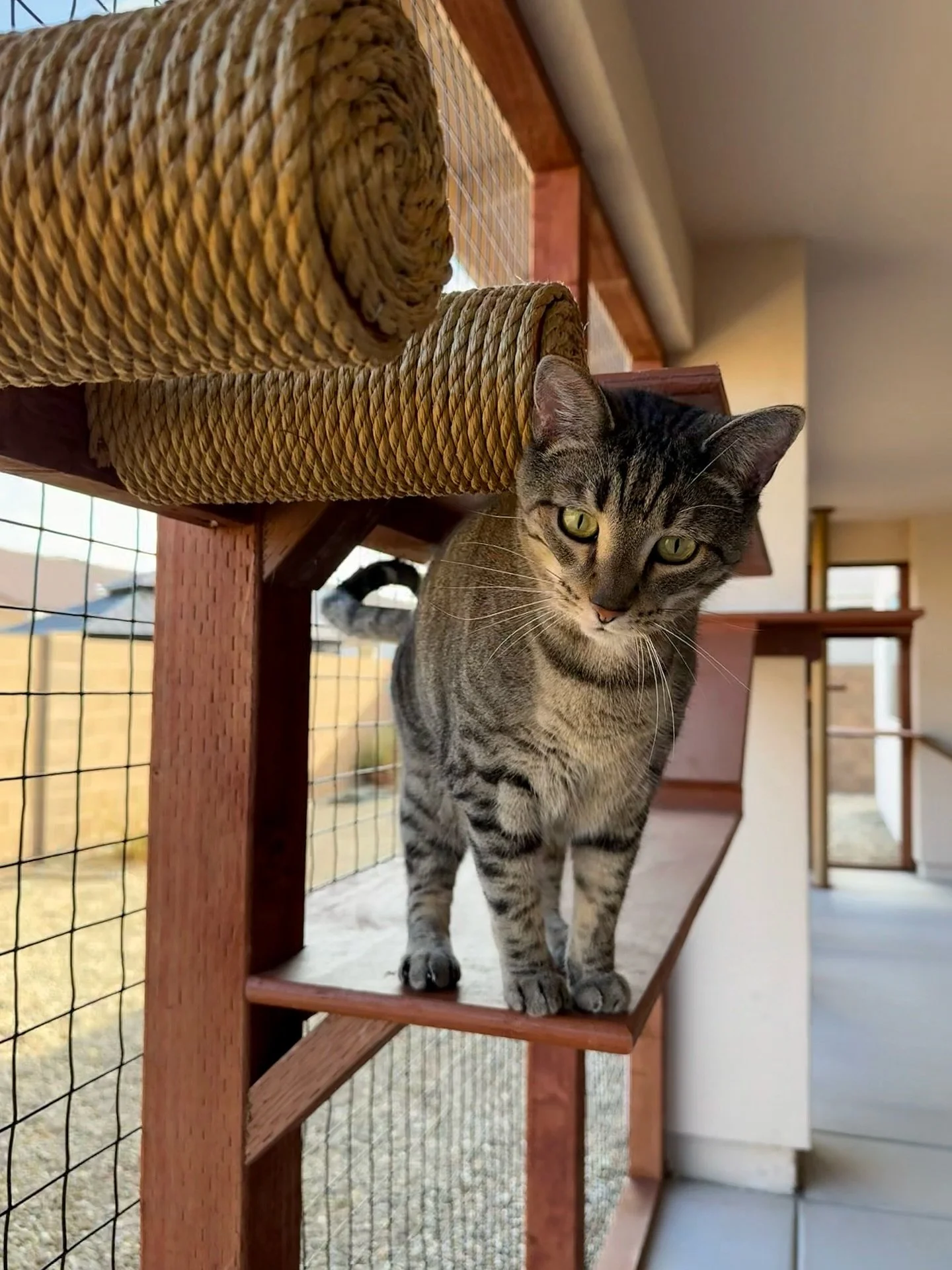 A closer look at Rock &amp; Roll&rsquo;s catio! 🎸
From the bold framing to cozy corners, every inch of this design was made with these two rockstars in mind.

#tailoredcatios #customcatio #catio #cat #tabbycat