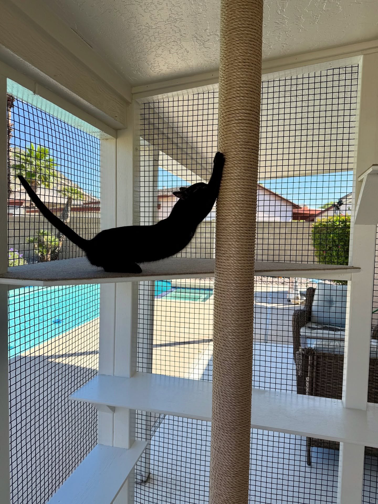 Modern, minimal, and a little bit of glam ✨🐾
This black and white catio was designed for five kitties (and one very lucky pup!). Our client added her own touch with that stunning hand-painted floor. LOVE how it ties the whole space together.

#catio