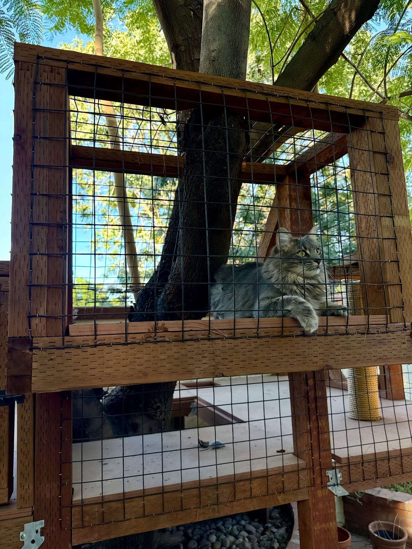 these clever cats somehow ended up with not one, but two treehouses 😼

they can lounge in the trees or roll around on the ground &amp; mom gets peace of mind knowing they&rsquo;re safe.

#catio #treehouse #cat #catsofinstagram