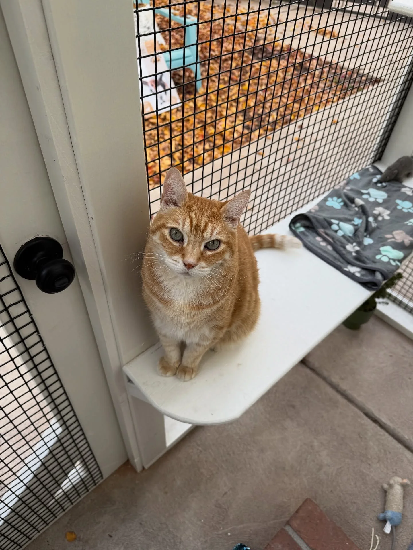 These kitties couldn&rsquo;t wait to explore their new view to the world 🐾🤍

A clean, white catio attached to the home with painted lumber caps to seamlessly hide the mesh. Giving these cats front-row seats to trees, sky views, and downtown phoenix
