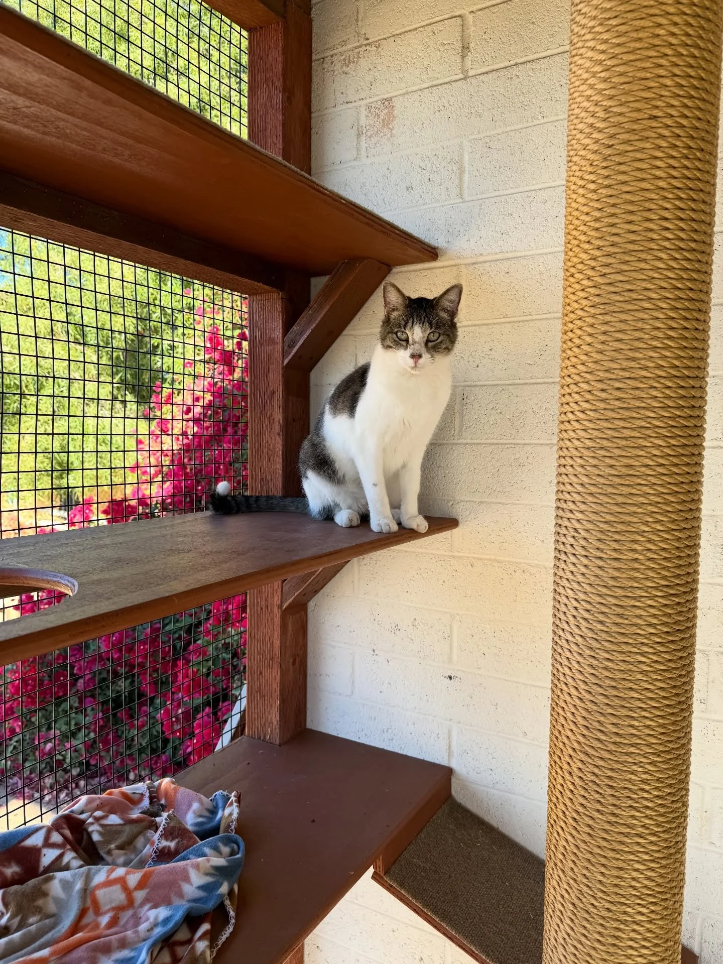 Built for a whole crew of rescued cats! Now they have flexible, separate spaces indoors and out whenever they need it. They claimed their new hangouts right away. Swipe to see the takeover 😺

#cat #catio
