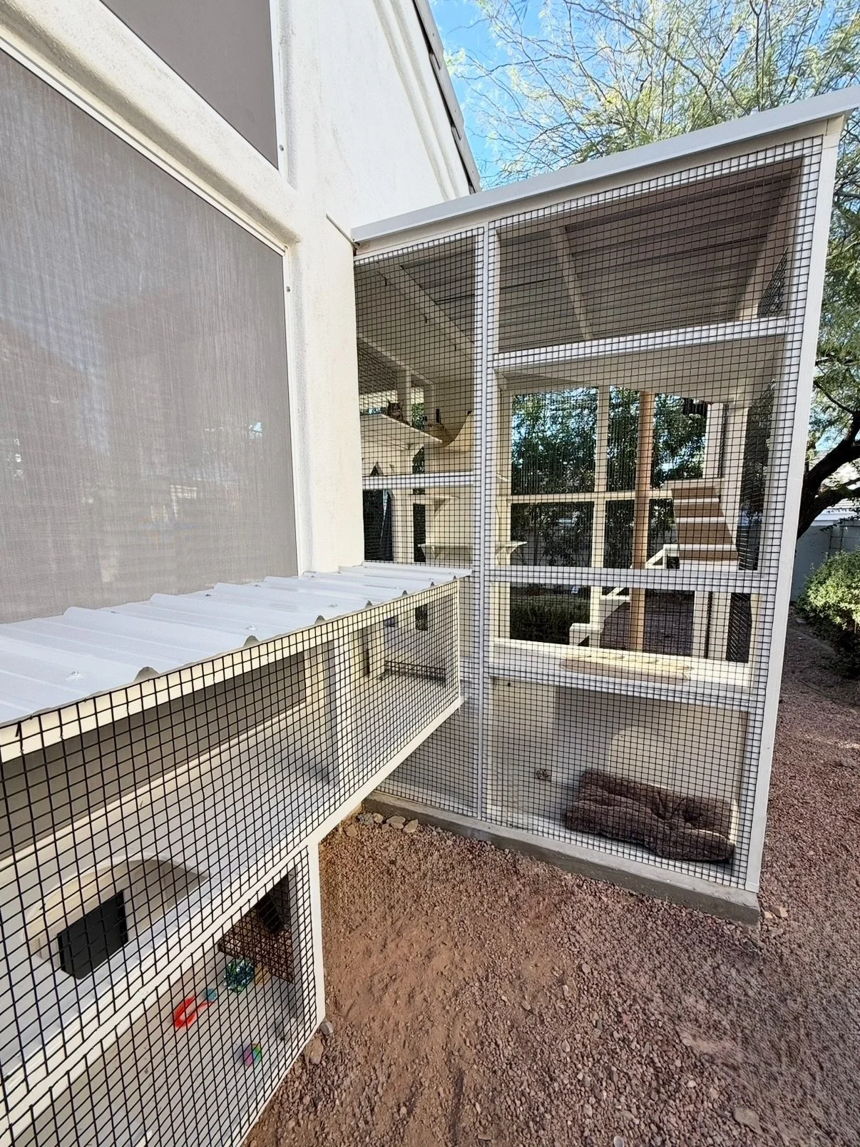 Bella and Romeo want to show you their catio! 😎

360&deg; views, built from redwood, primed and painted to match the home, with easy access from their cat door through a custom run and plenty of space to climb, lounge, and just be cats.

#catio #cat