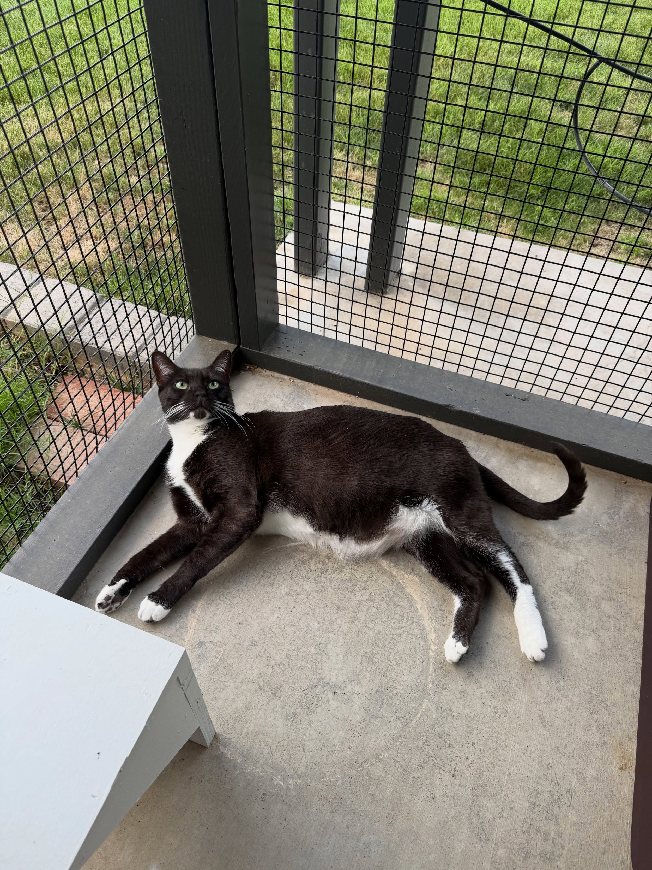 Chester &amp; Harry&rsquo;s custom catio 🐾 Surrounded by greenery, grass, and the occasional bunny sighting, it&rsquo;s a safe outdoor space that keeps things simple, functional, and made just for them ☑️

#catio #cat #cats #cats_of_instagram