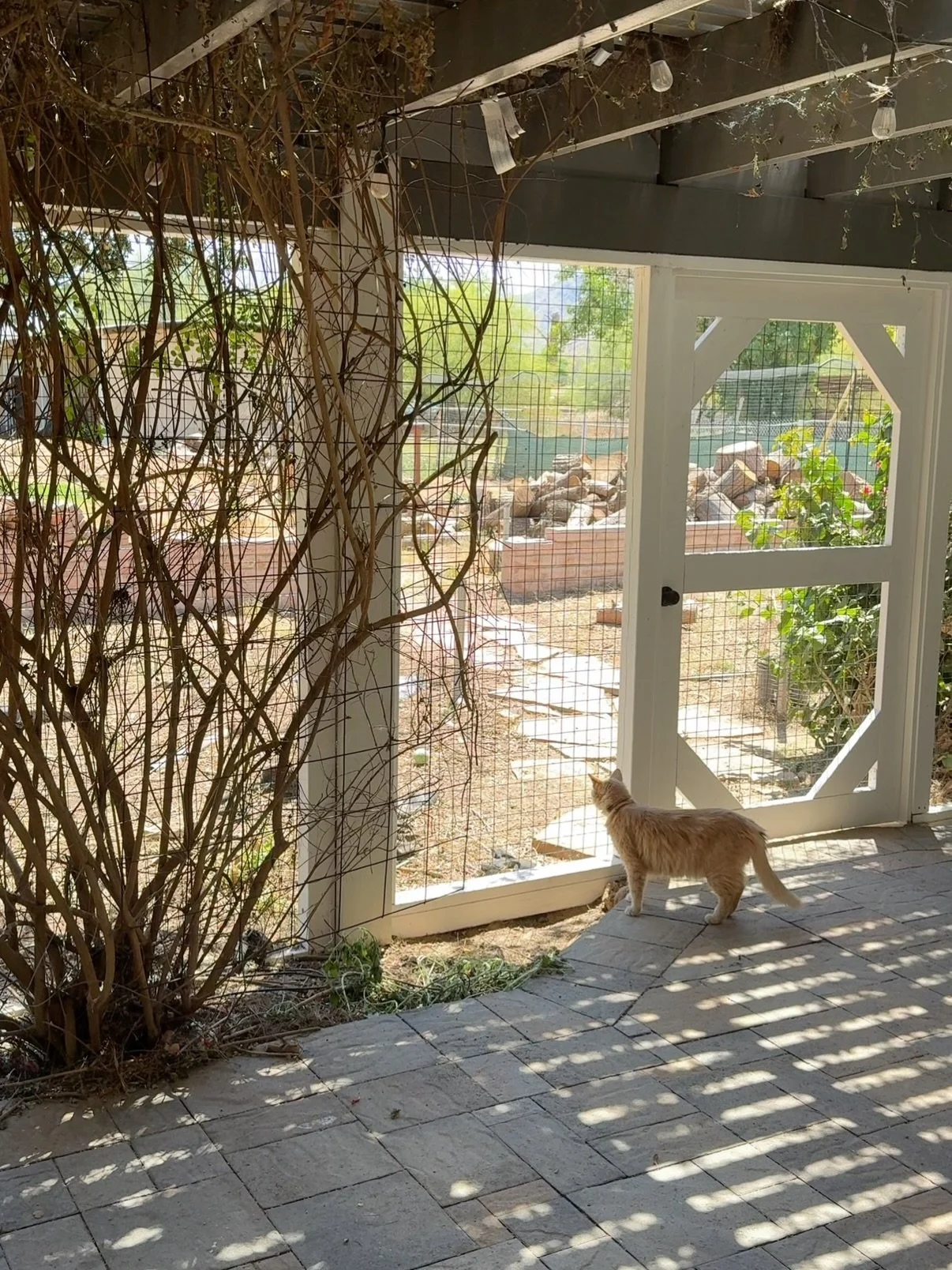 This catio is full of kitty possibilities 🐾 From climbing the column and racing up the ladder to finding the perfect perch near the shrubs, there&rsquo;s always a new spot to explore.

Finished in complementary two-tone colors to blend with the home