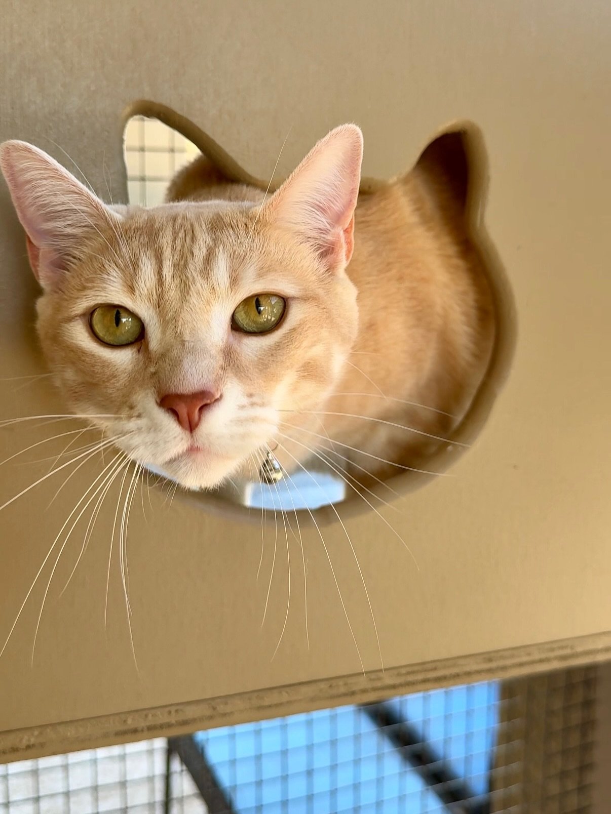 A new catio in Surprise, AZ! 😸🏡
This generously sized catio blends with the home, using painted redwood to match the house and meet HOA requirements ☑️ 

We also added a small enclosed tunnel to connect the existing pet door to the catio, giving th