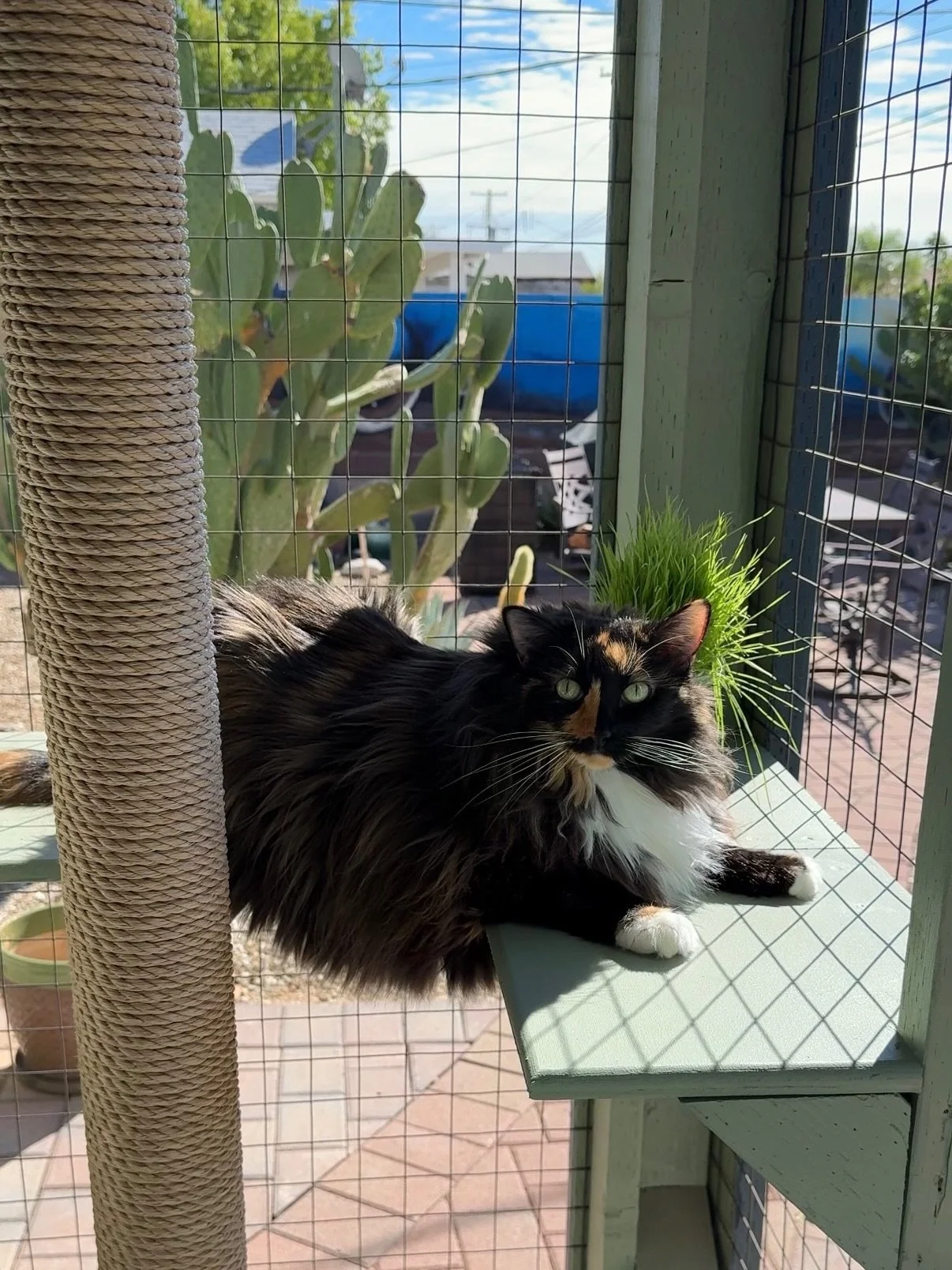 A little color, a few finishing touches, and a whole lot of catio life 😻

This narrow catio was already built when my client reached out, so my crew came in to finish the space and make it more functional and fun for Tiger.

We added accessories and
