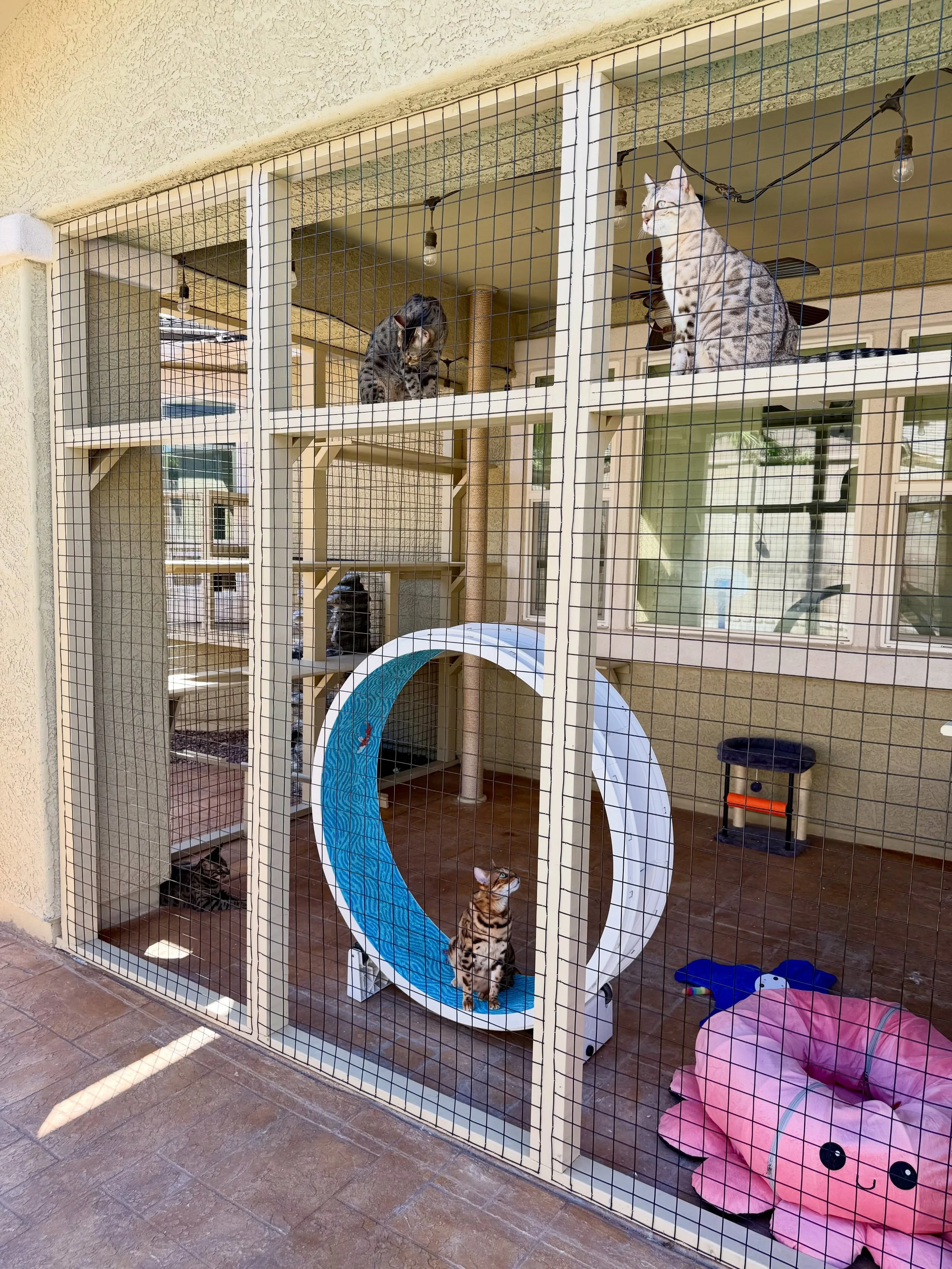 Catio 2 of 2, let&rsquo;s the kitties lounge and room to watch family from all areas of the backyard! With cat run access and up and down shelves, our client even added a cat wheel for these energetic kitties 😃

#cat #catio #cats_of_instagram