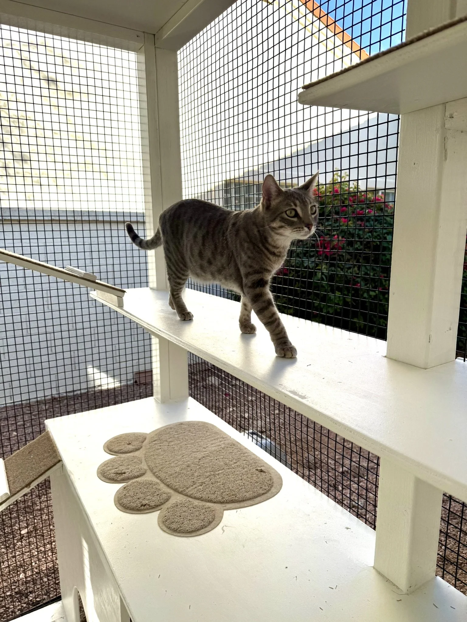 The 360 Patio Catio