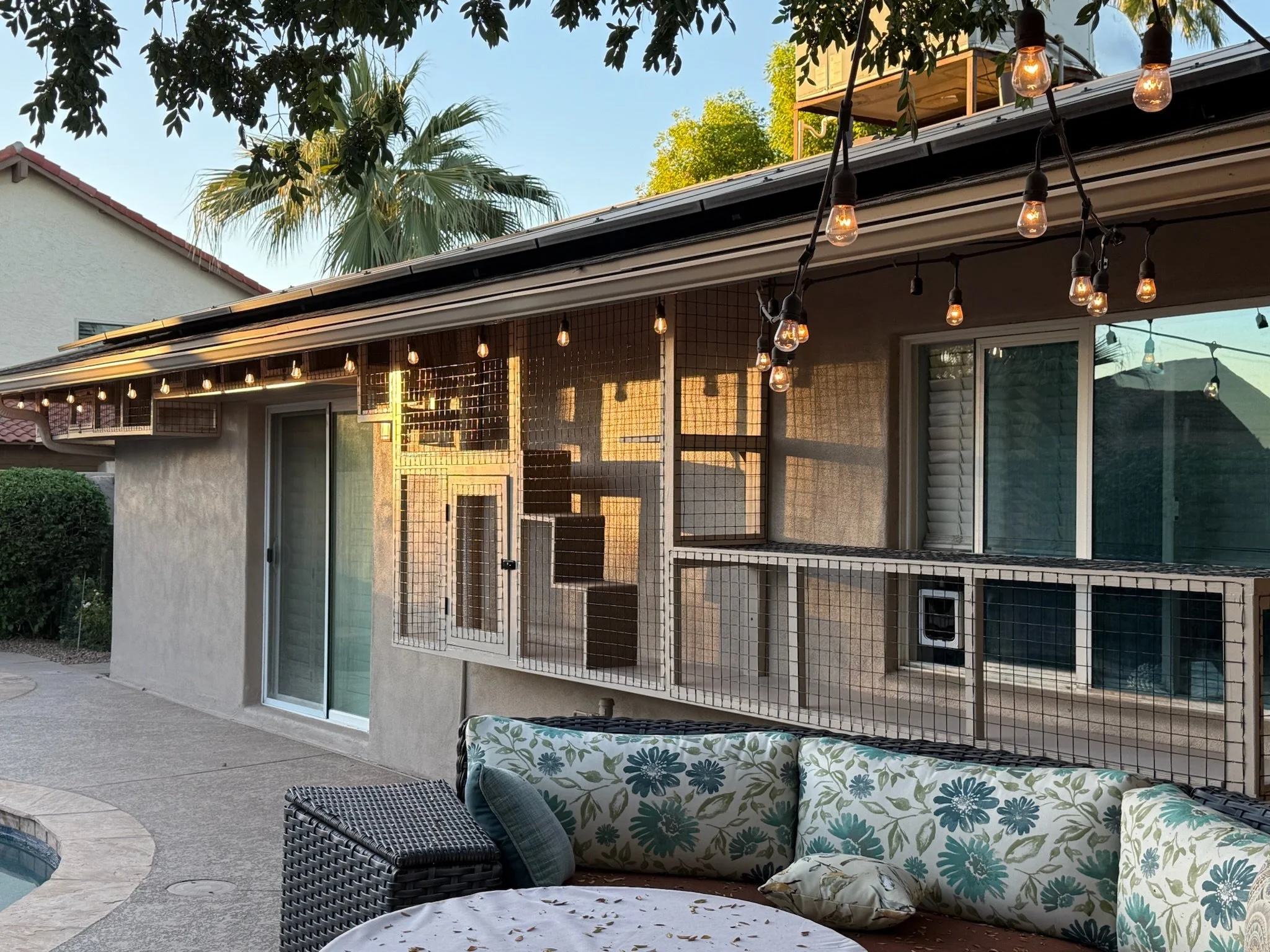 Cat Run - lights.JPG