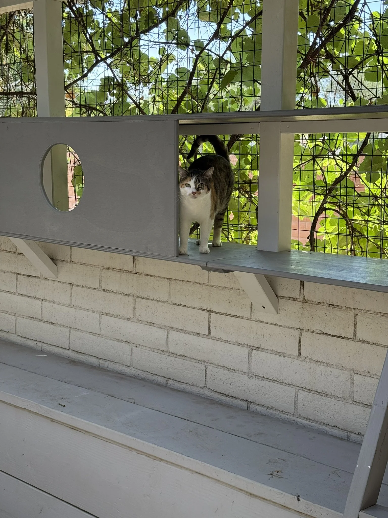 Get a catio.JPEG