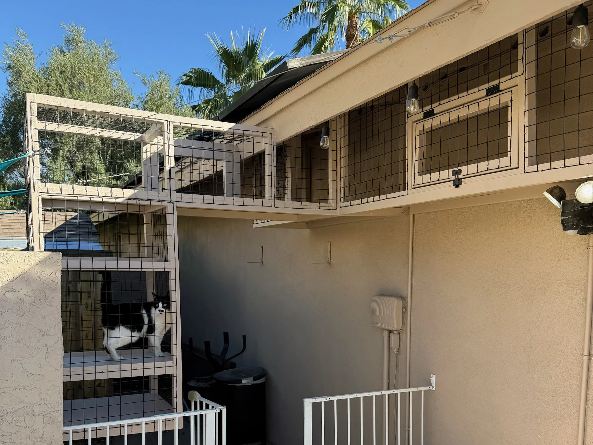 Cat Run - up n over.JPG