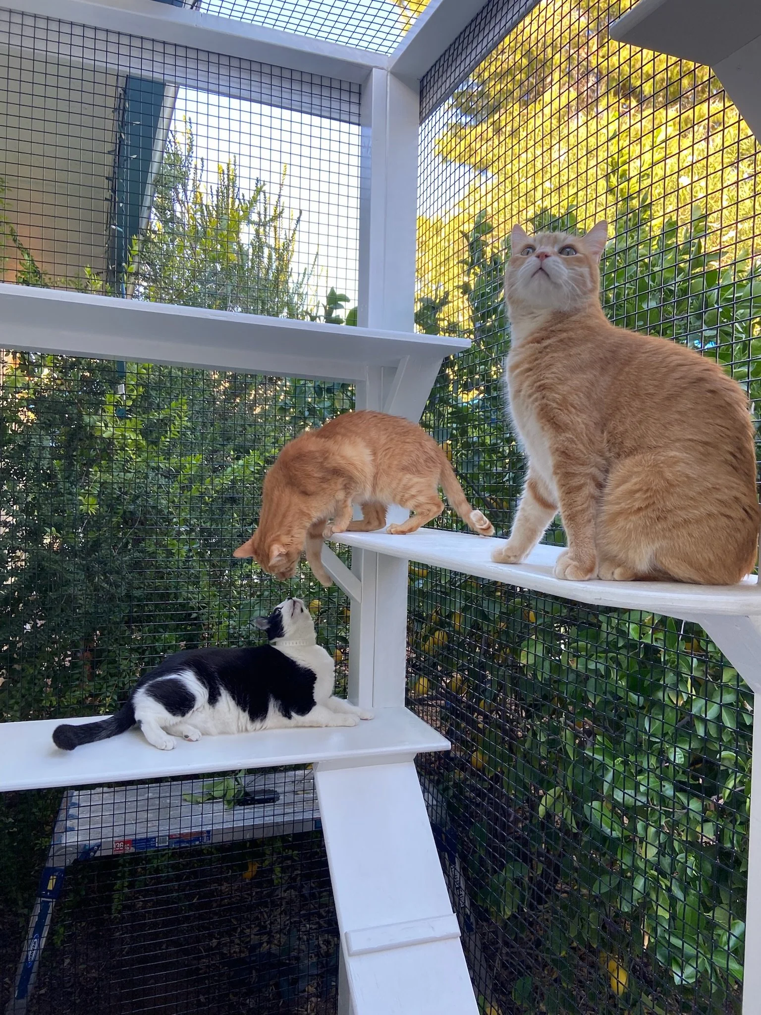 Willo - social hour.JPG