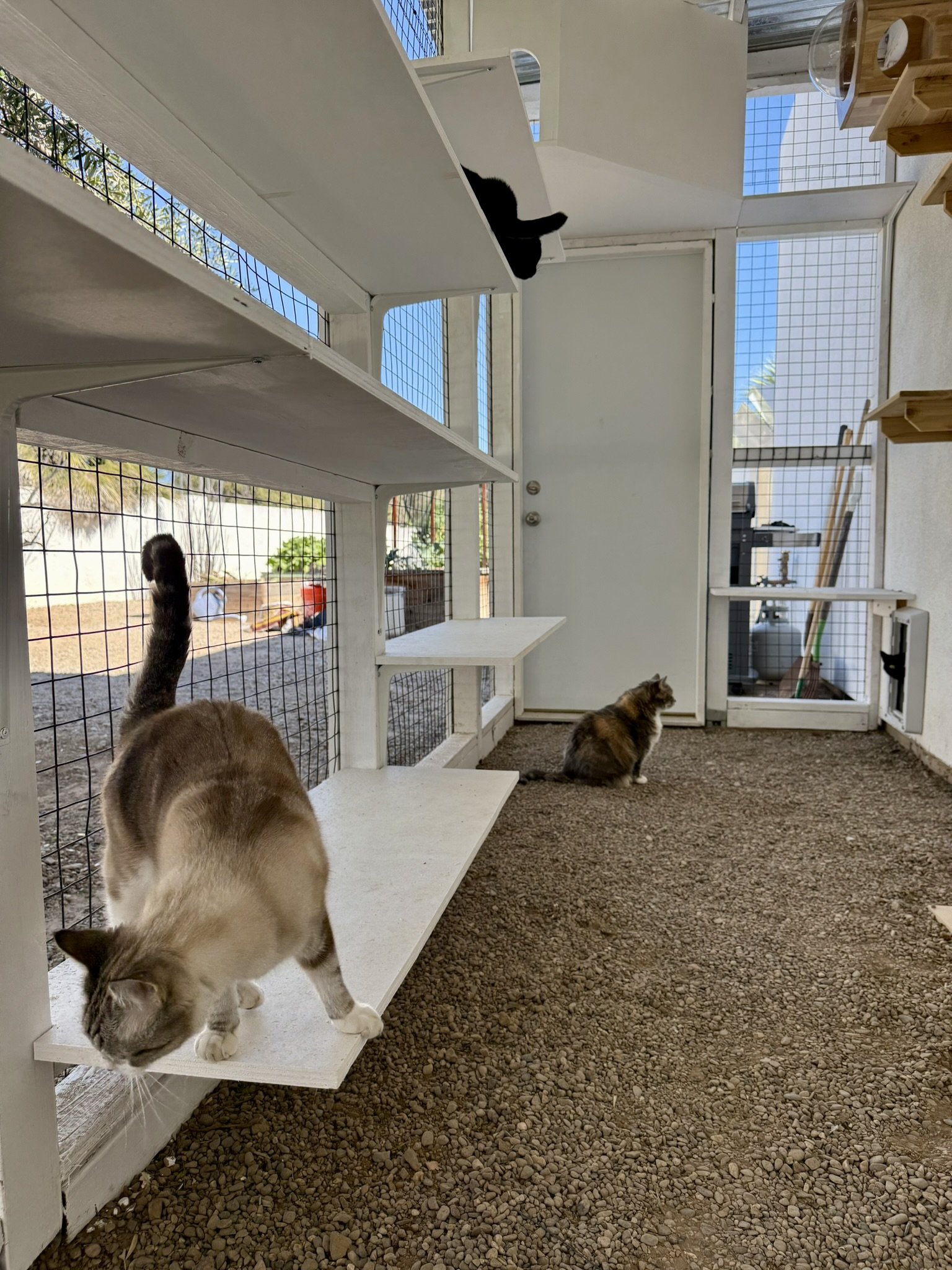 Courtyard -  4 cats, i spy.JPEG