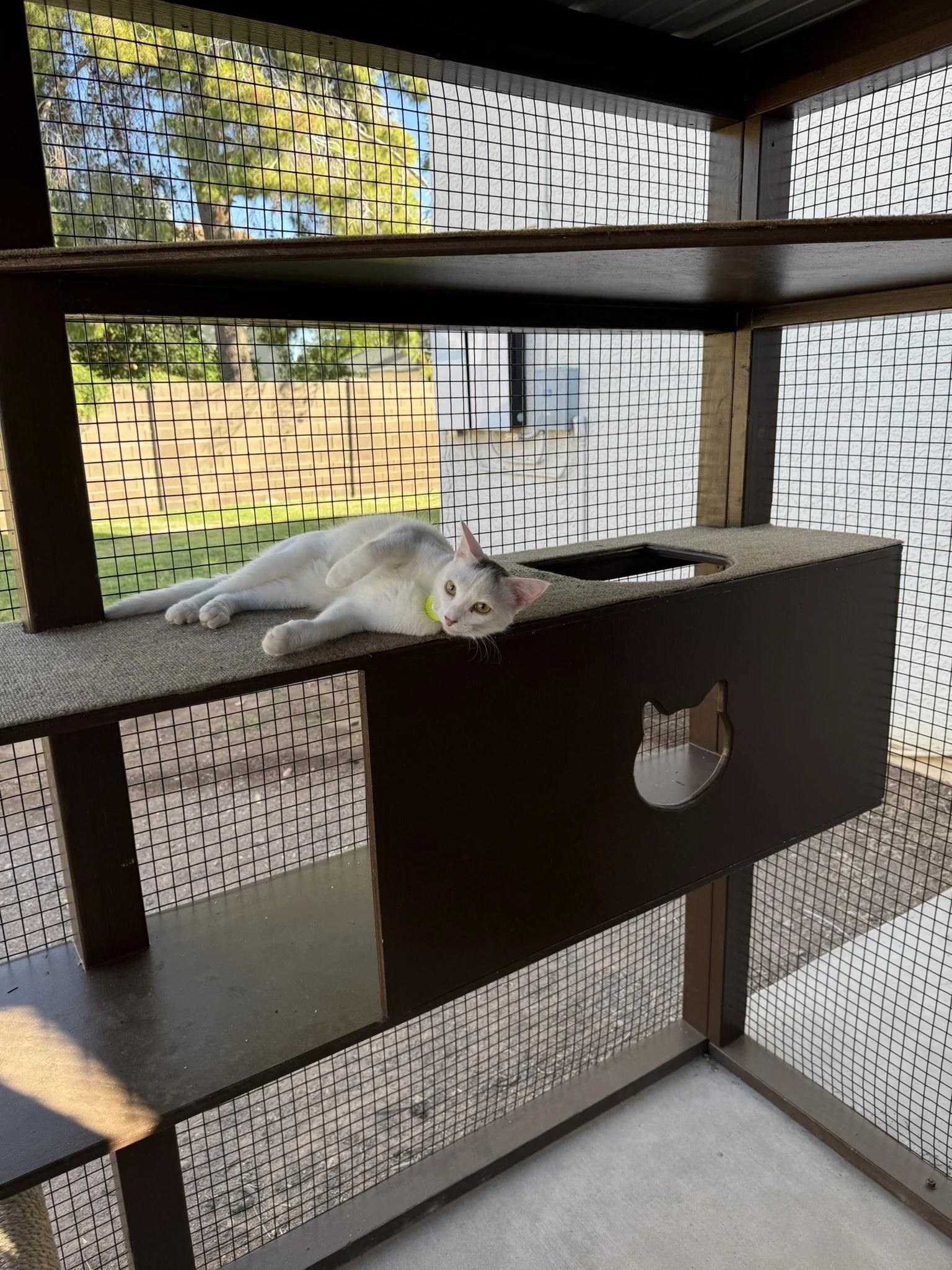 Happy cats.JPEG