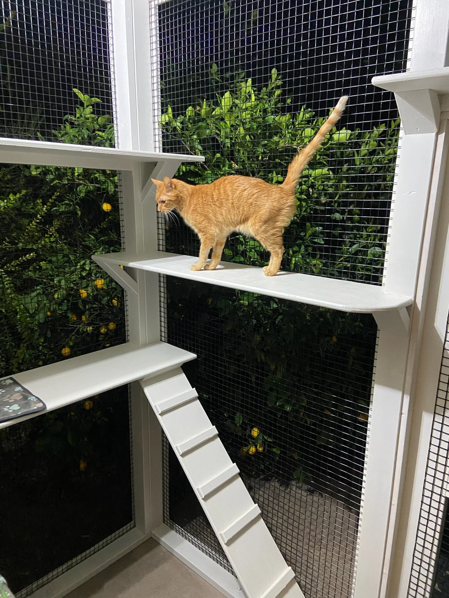 Willo - night time.JPG