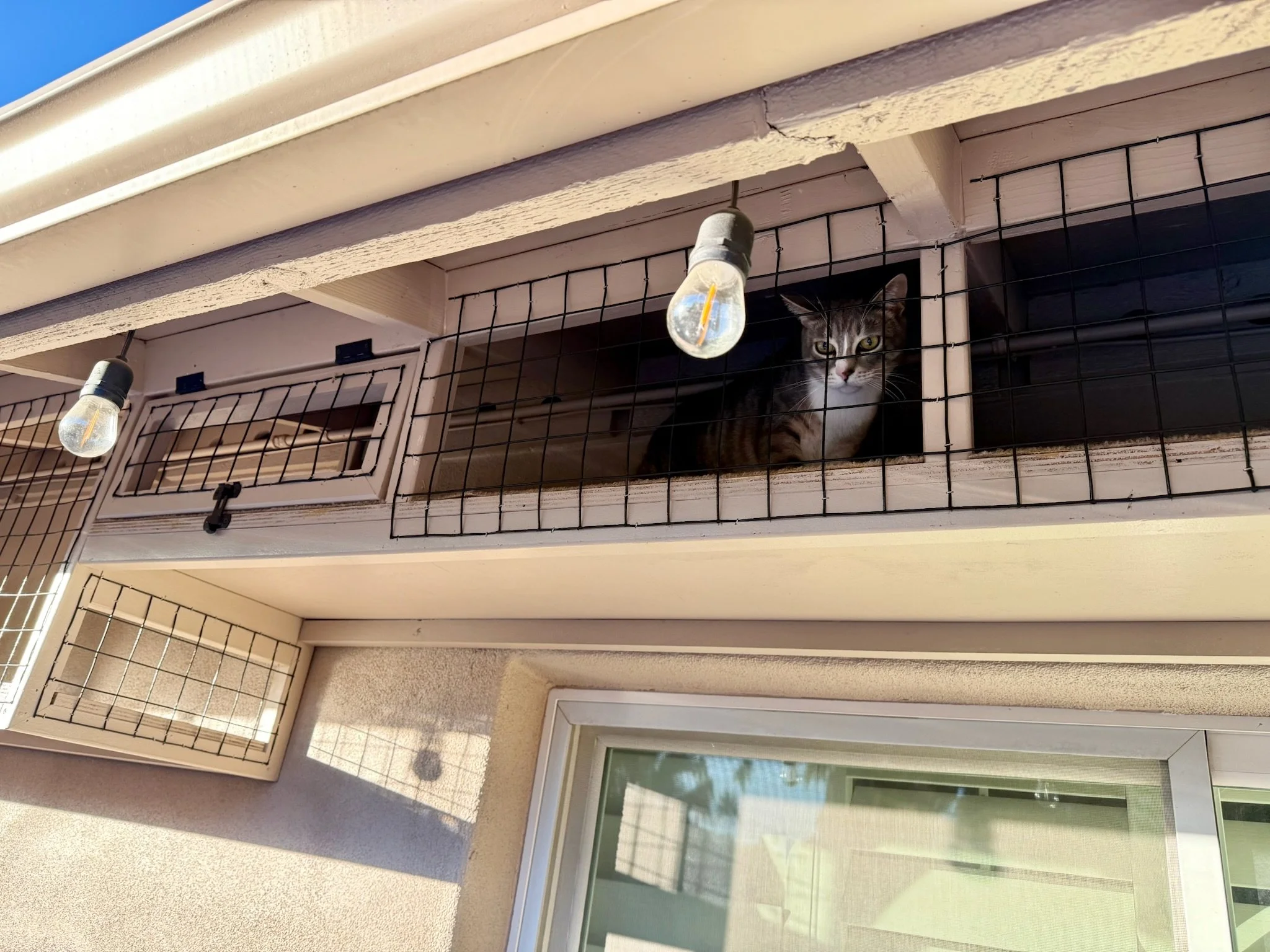 Cat Run - discreet.JPG