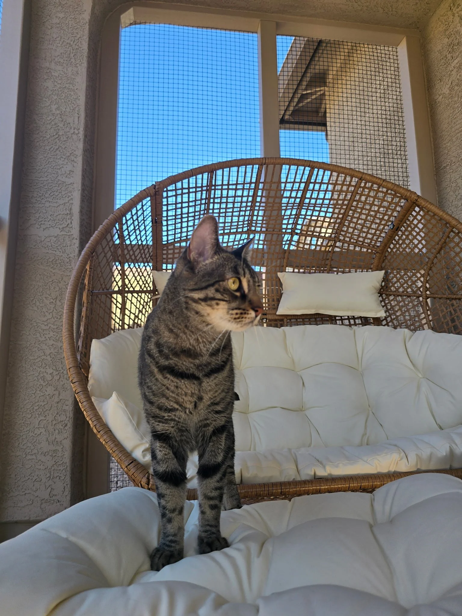 Limited kitty edition.JPG