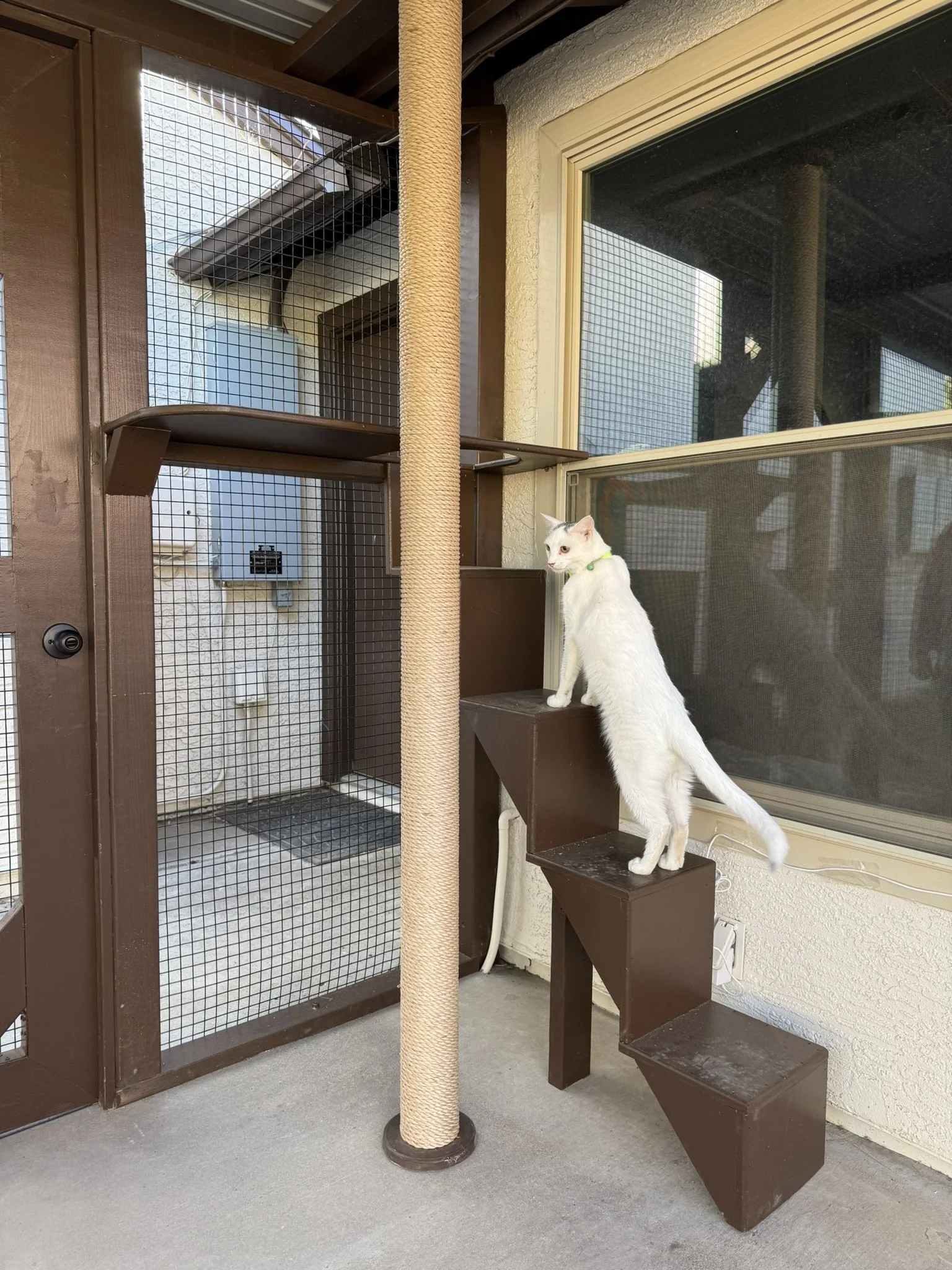 Cat steps.JPEG